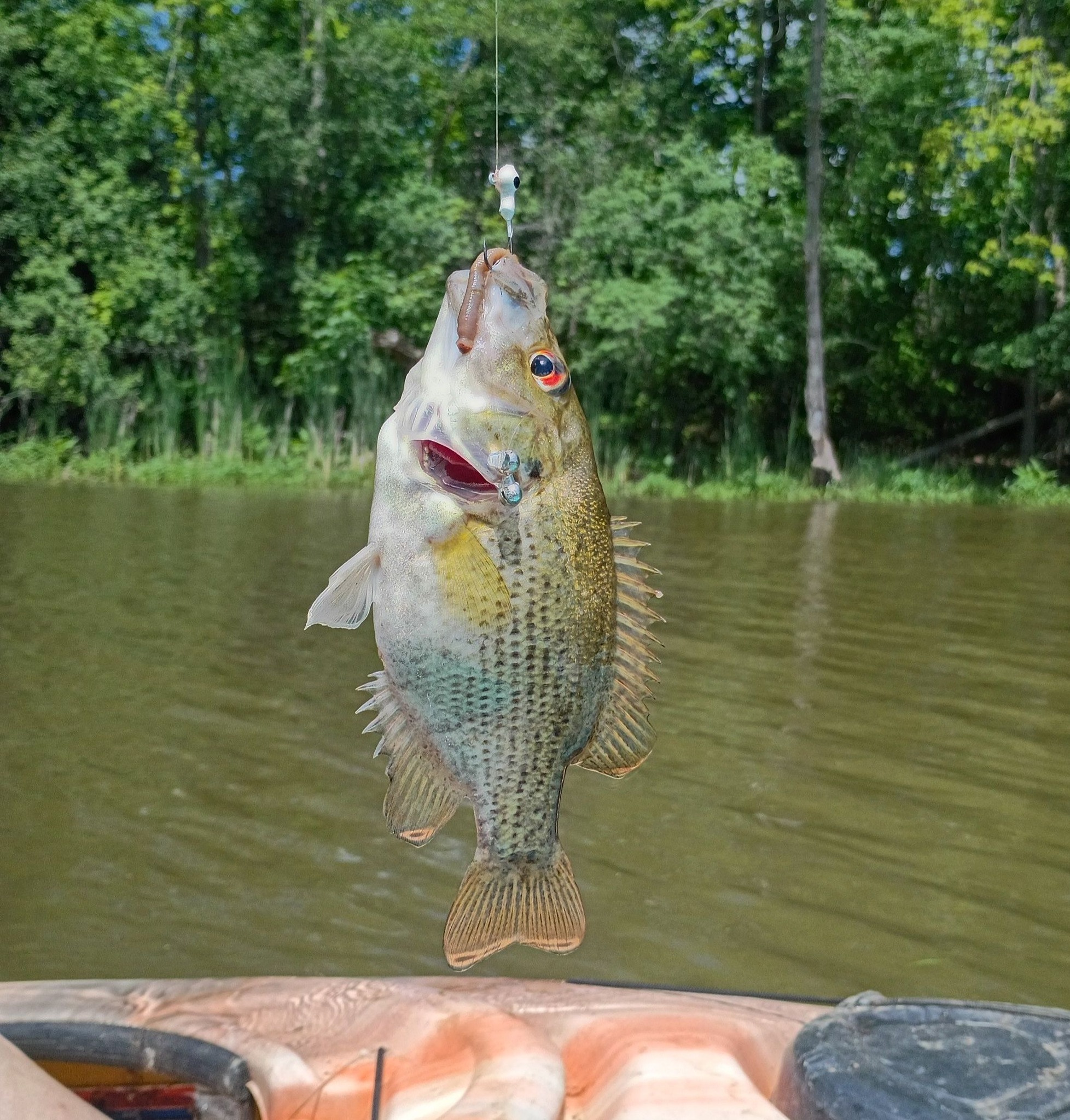 danube river fishing nets The Blue Line – Hellbender Bacalhau Special Codfish by Chef Hélio Loureiro +- 3.5 kg Opus-1 One Evergreen International Color:Blue Glimmer Shad/Nickel Blade