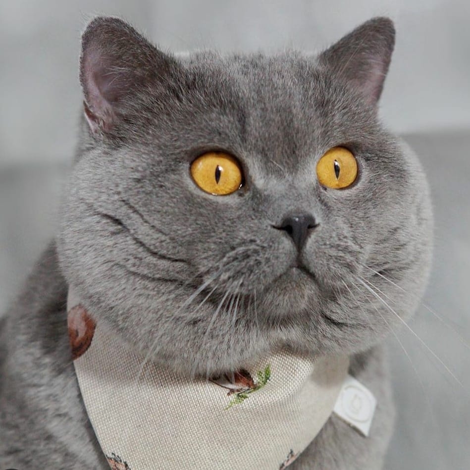 Instacatsofficial - 𝙄𝙛 𝙮𝙤𝙪'𝙧𝙚 𝙖 𝙘𝙖𝙩 𝙡𝙤𝙫𝙚𝙧, 𝙢𝙖𝙠𝙚 𝙨𝙪𝙧𝙚 𝙩𝙤 𝙛𝙤𝙡𝙡𝙤𝙬 𝙪𝙨 𝙃𝙚𝙧𝙚 ...