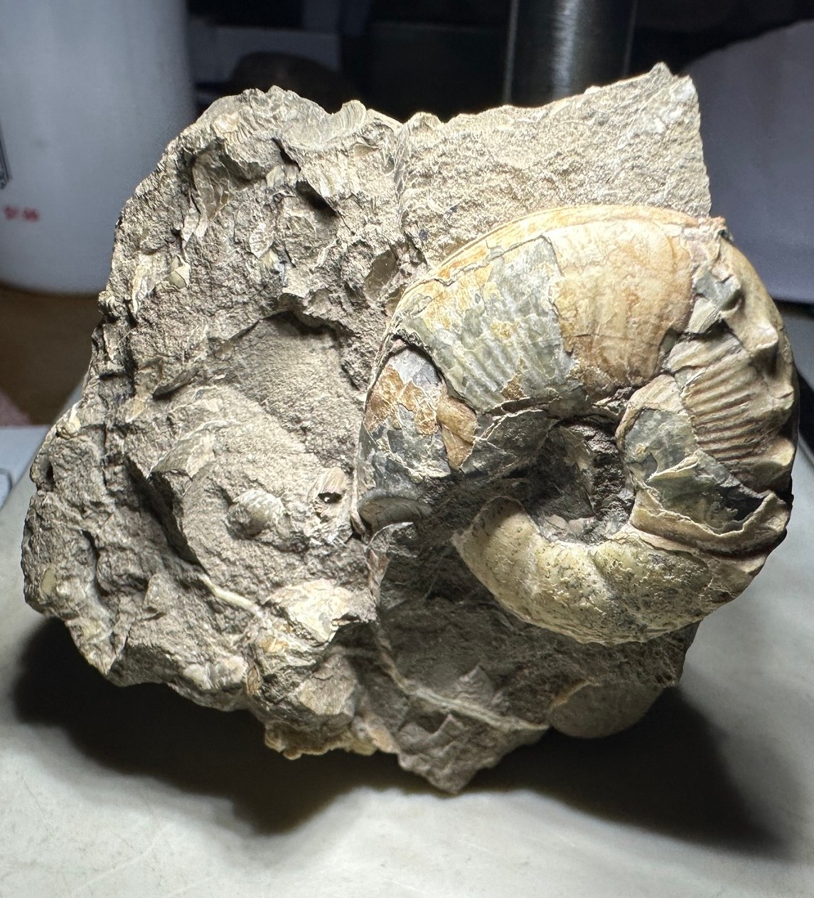 Ammonite fossils at Mikasa Museum in Hokkaido, Japan