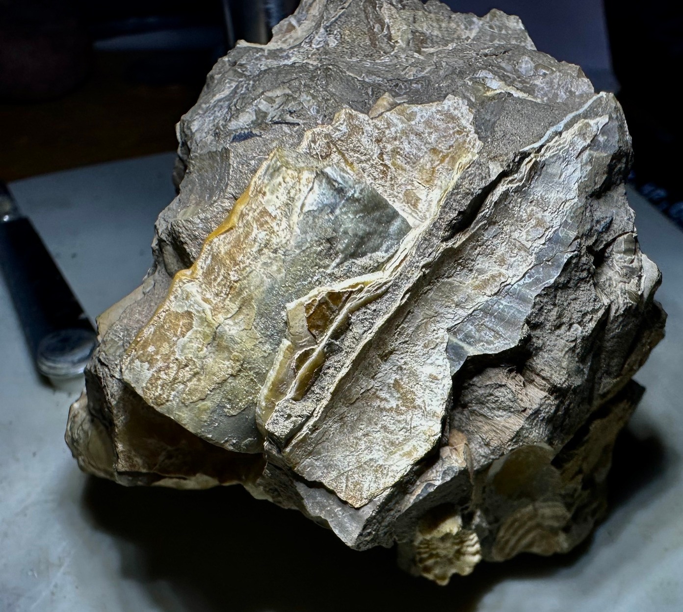 Ammonite fossils at Mikasa Museum in Hokkaido, Japan