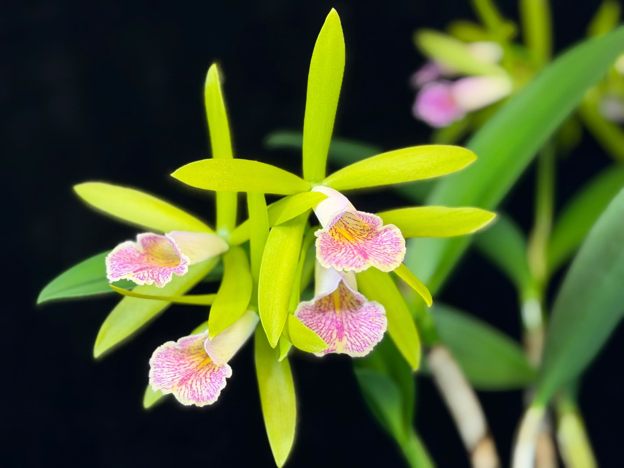 Brassocattleya Gulfshore's Beauty orchid