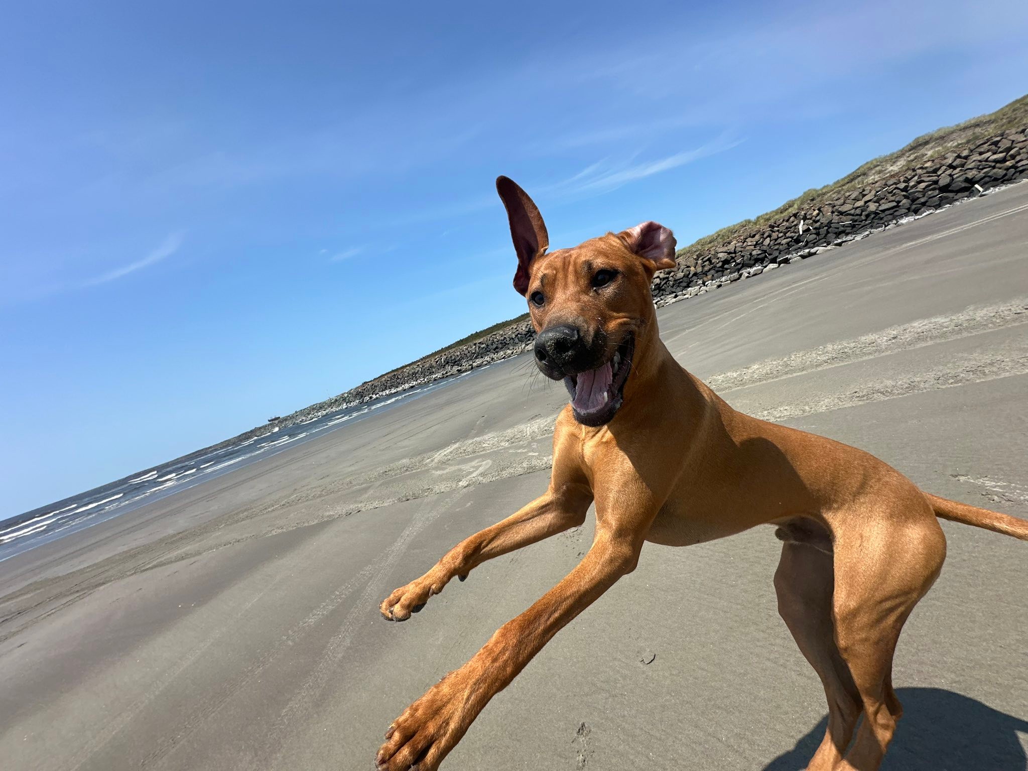 RRCUS - Rhodesian Ridgeback Club of the United States | A full weekend ...