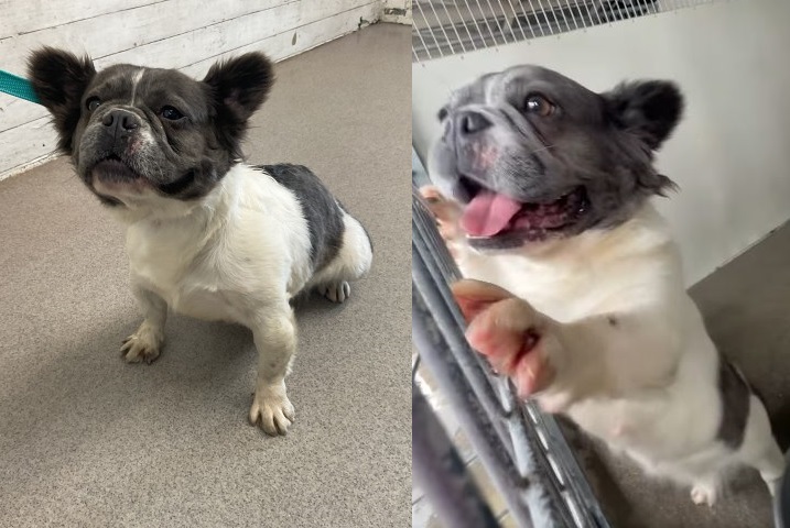 French Bulldog available for adoption at San Bernardino City