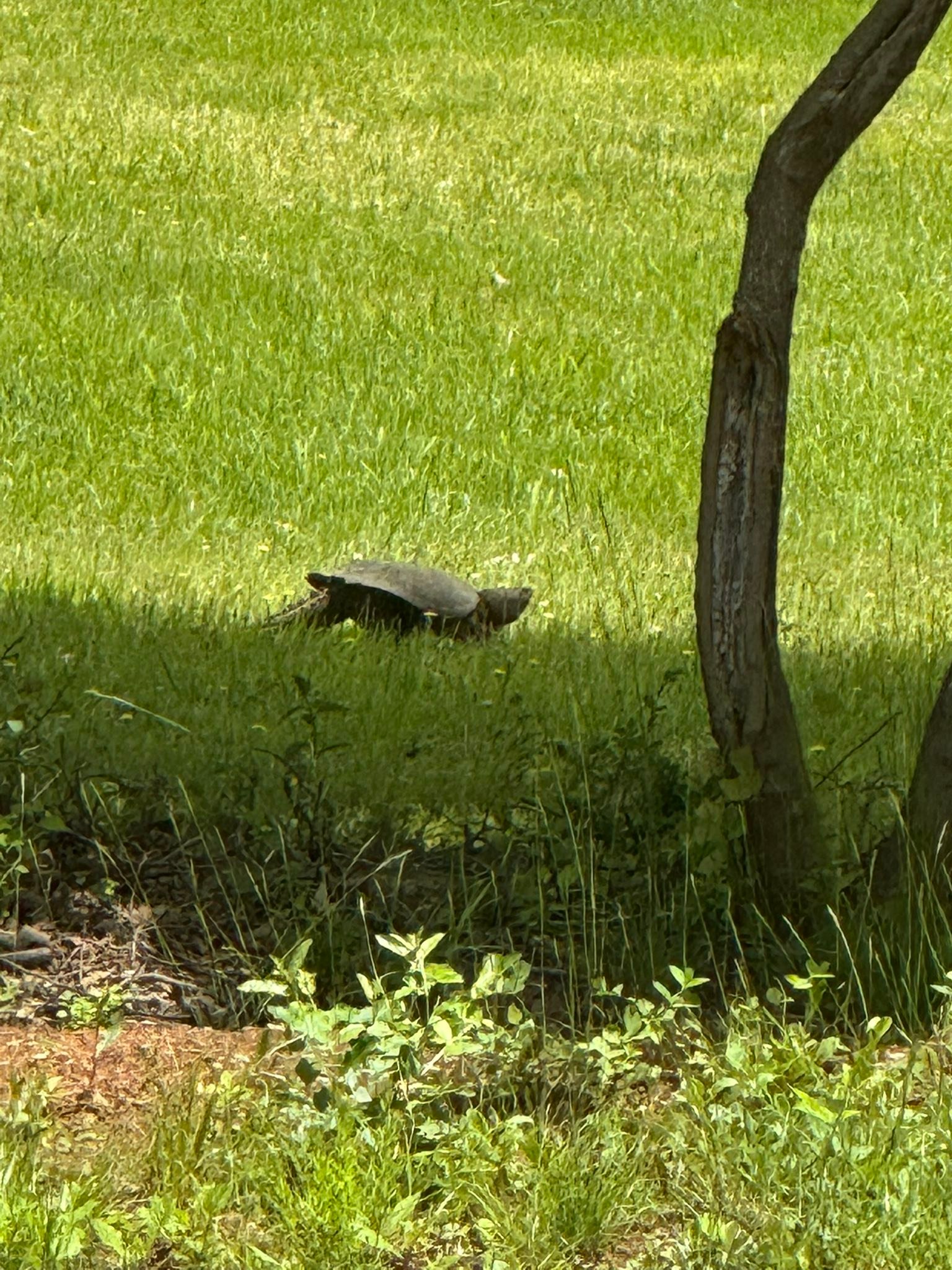 Virginia Wildlife | Mama snapping turtle made her nest by my house in ...
