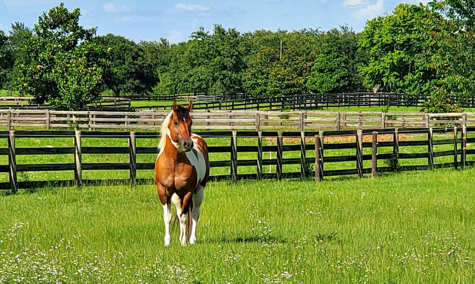 KM Performance Horses LLC... - KM Performance Horses LLC