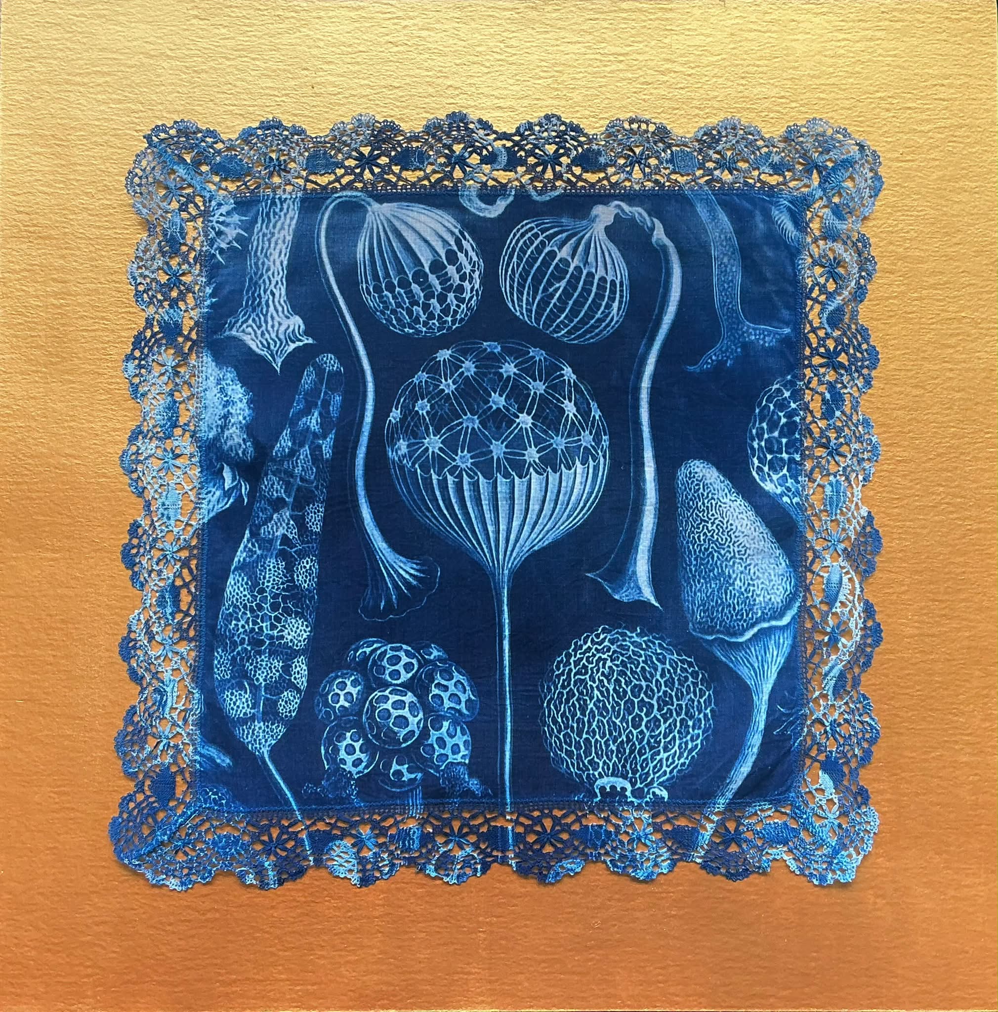 Cyanotype of Slime Mould, Mycetozoa by Ernst Haeckel on antique
