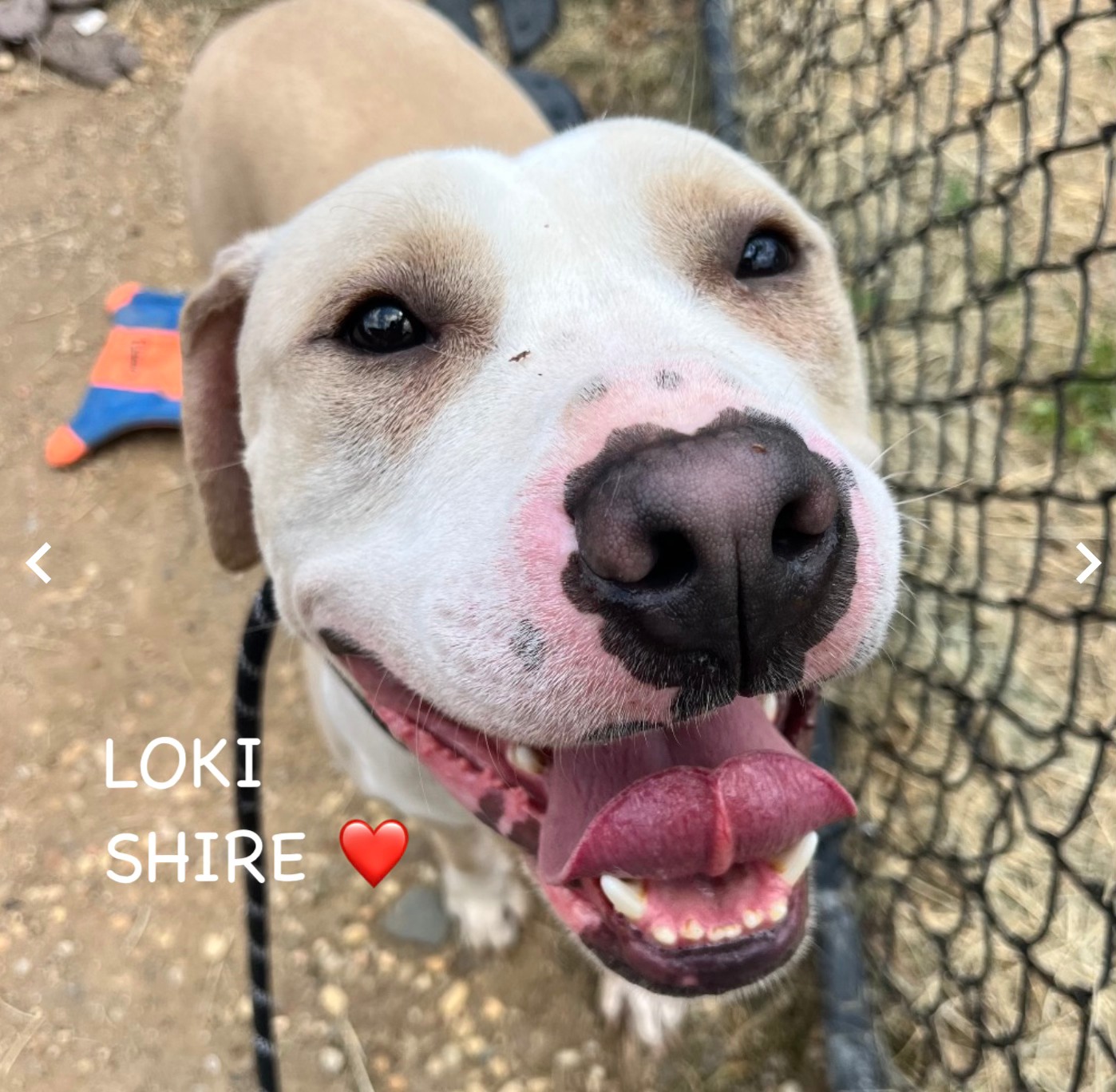 Can you help save three dogs in Philly by July 14th?