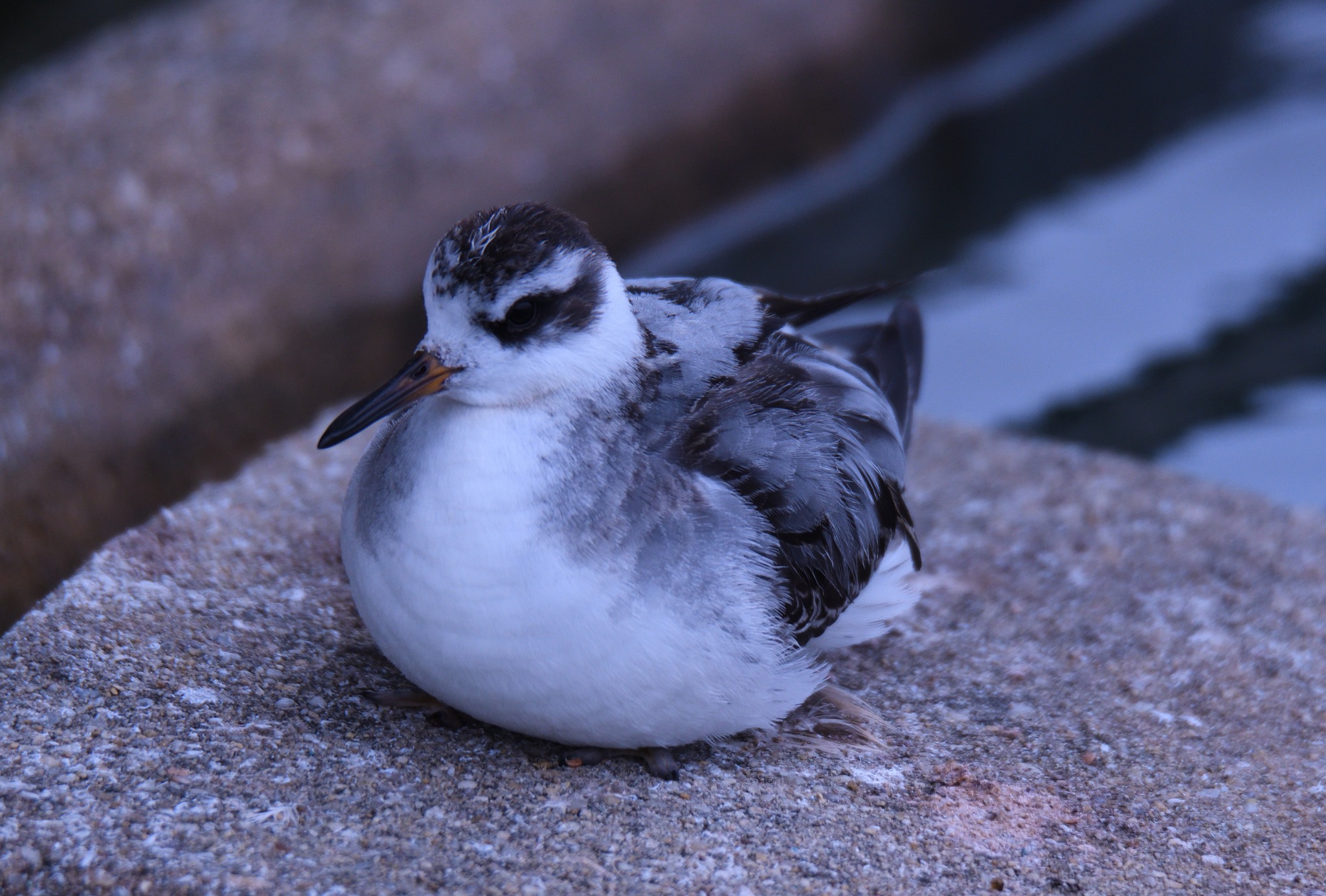 Washington DC bird species rarity list