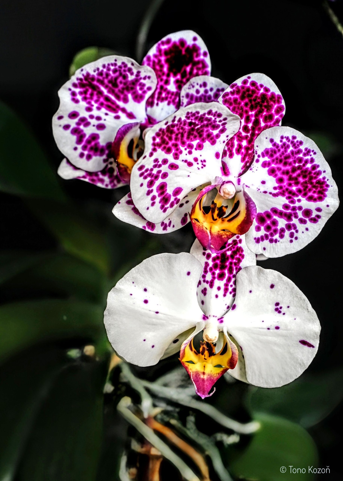 Phalaenopsis singuliflora - Orchidea Nikon Z8 + Pancolar Carl Zeis