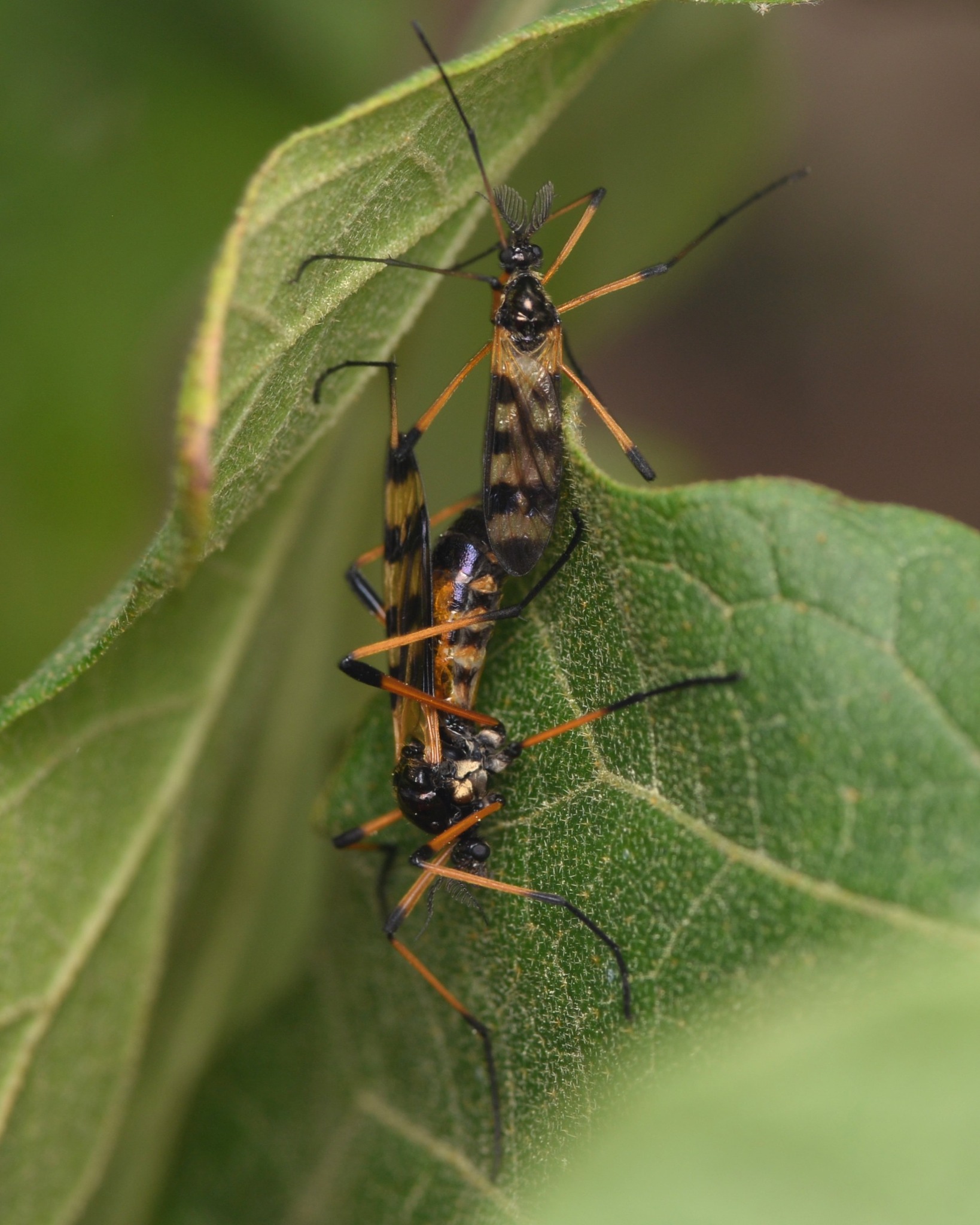 Macro Photography - Australia | Banded Wing Long Palped Crane Flies ...