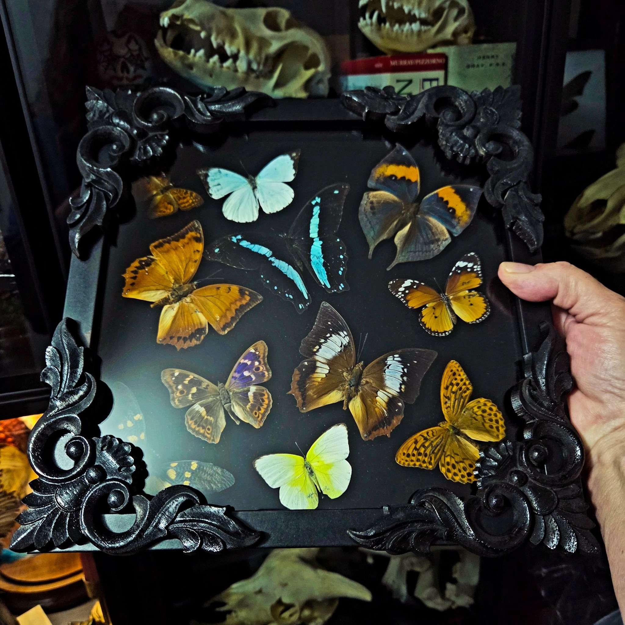 What are these vintage real butterfly displays?