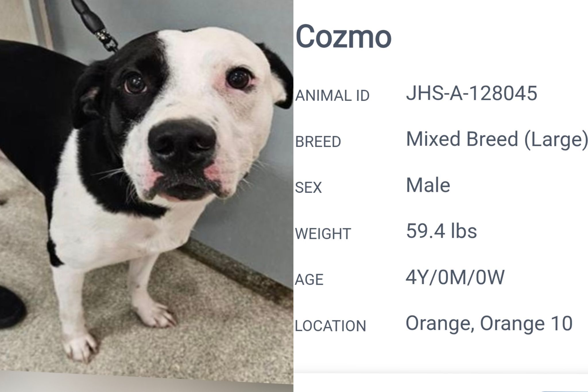 Reclaiming pets at Jacksonville, FL Humane Society