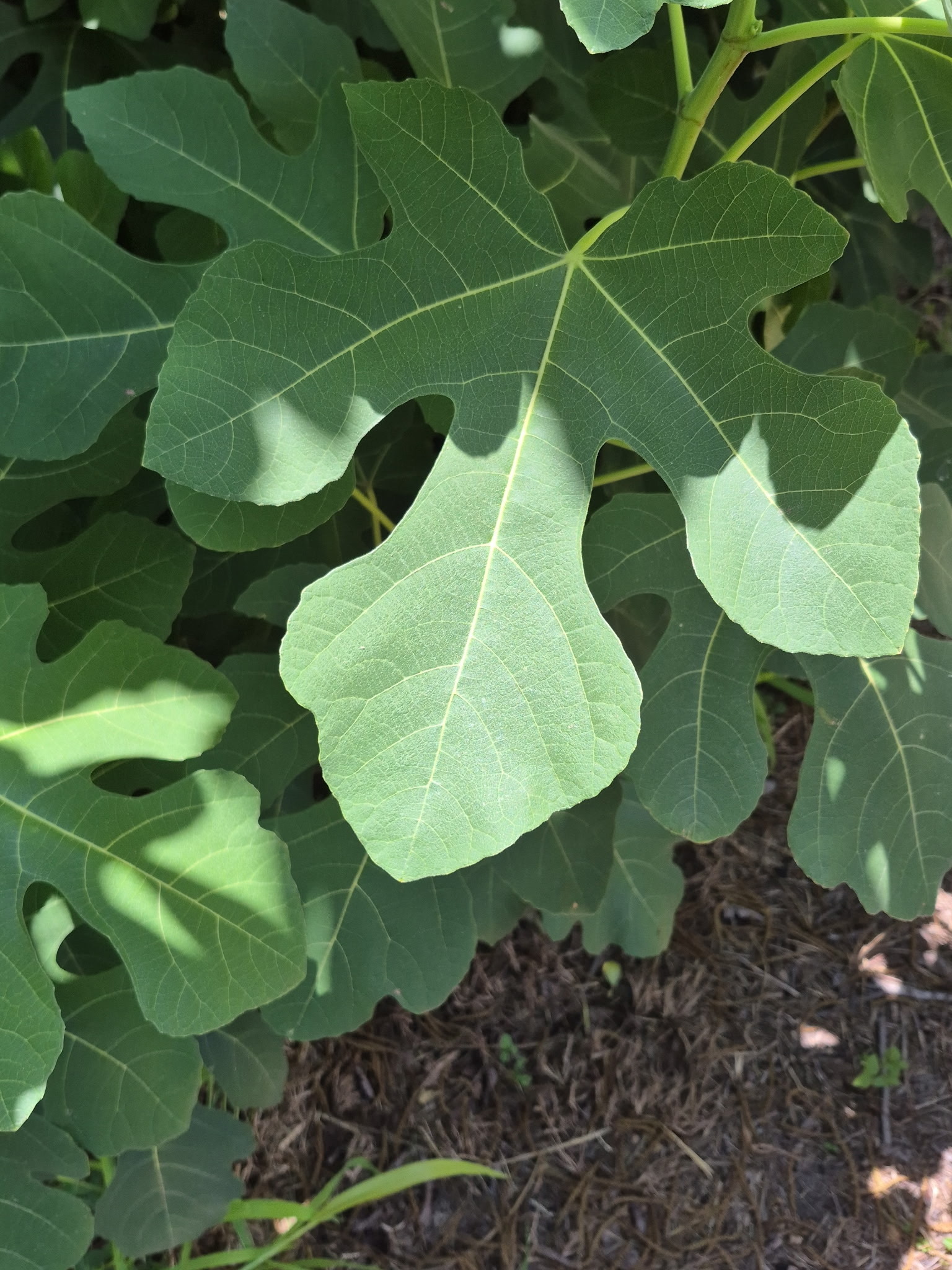 What variety is this unknown fig tree in Corpus Christi, Texas?