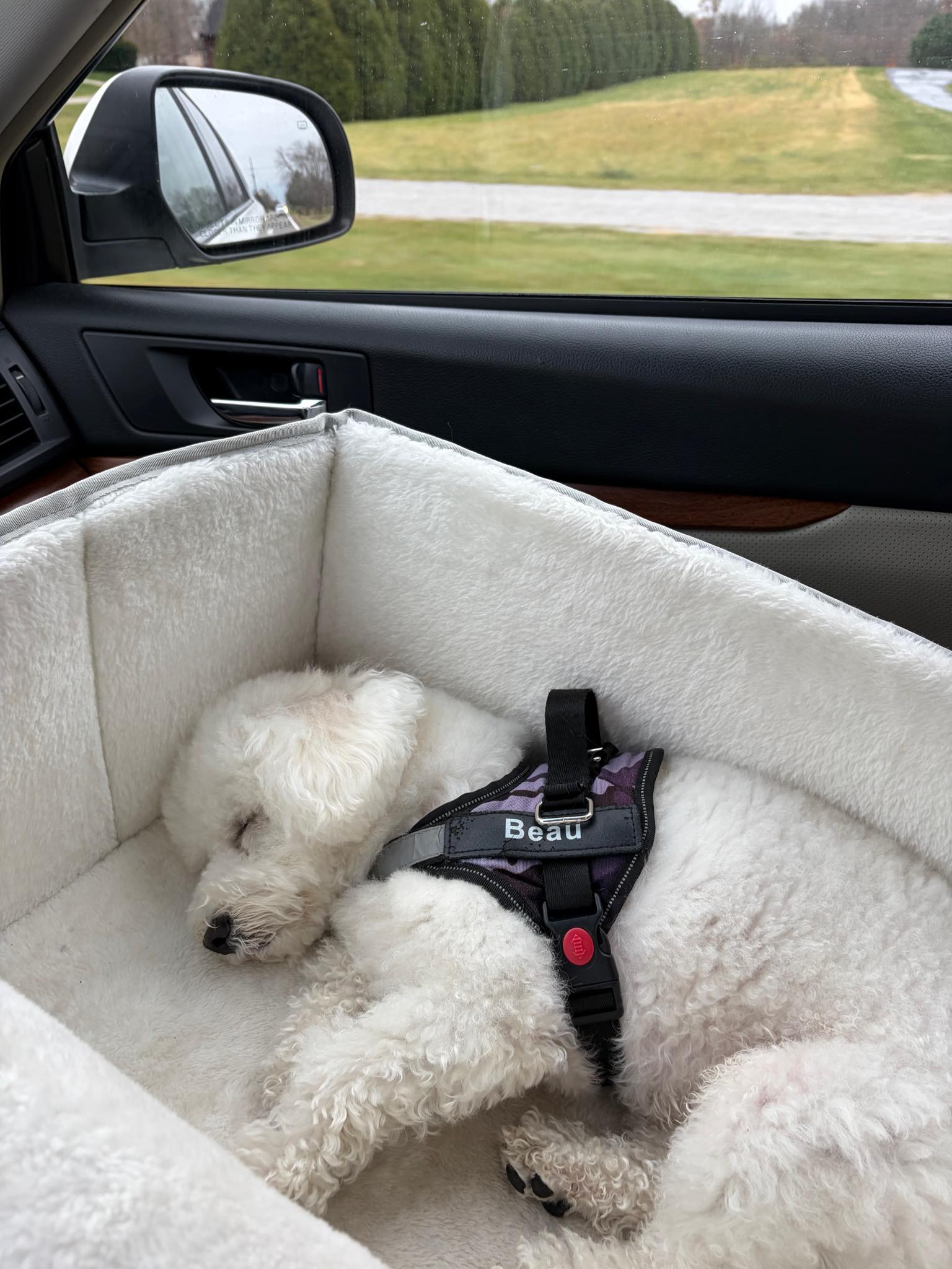 Curated visual reference: Visual Reference: Elliebums Bichons Beau Loves His Car Seat Which Is Really
