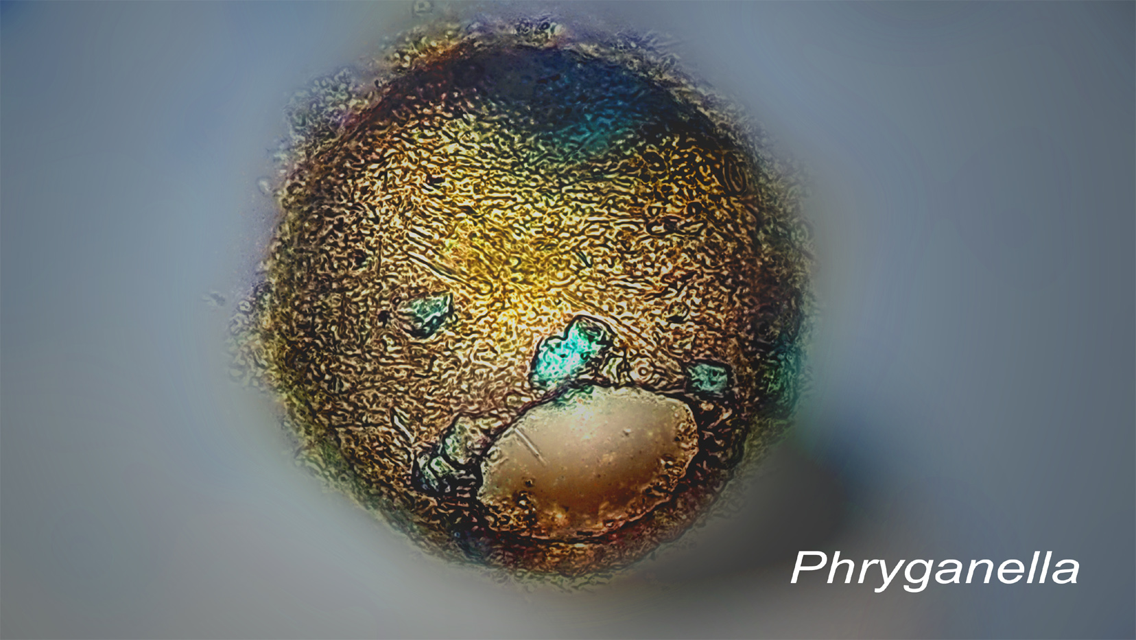 Amateur Microscopy | Empty Phryganella test, Amoeba, acidic water ...