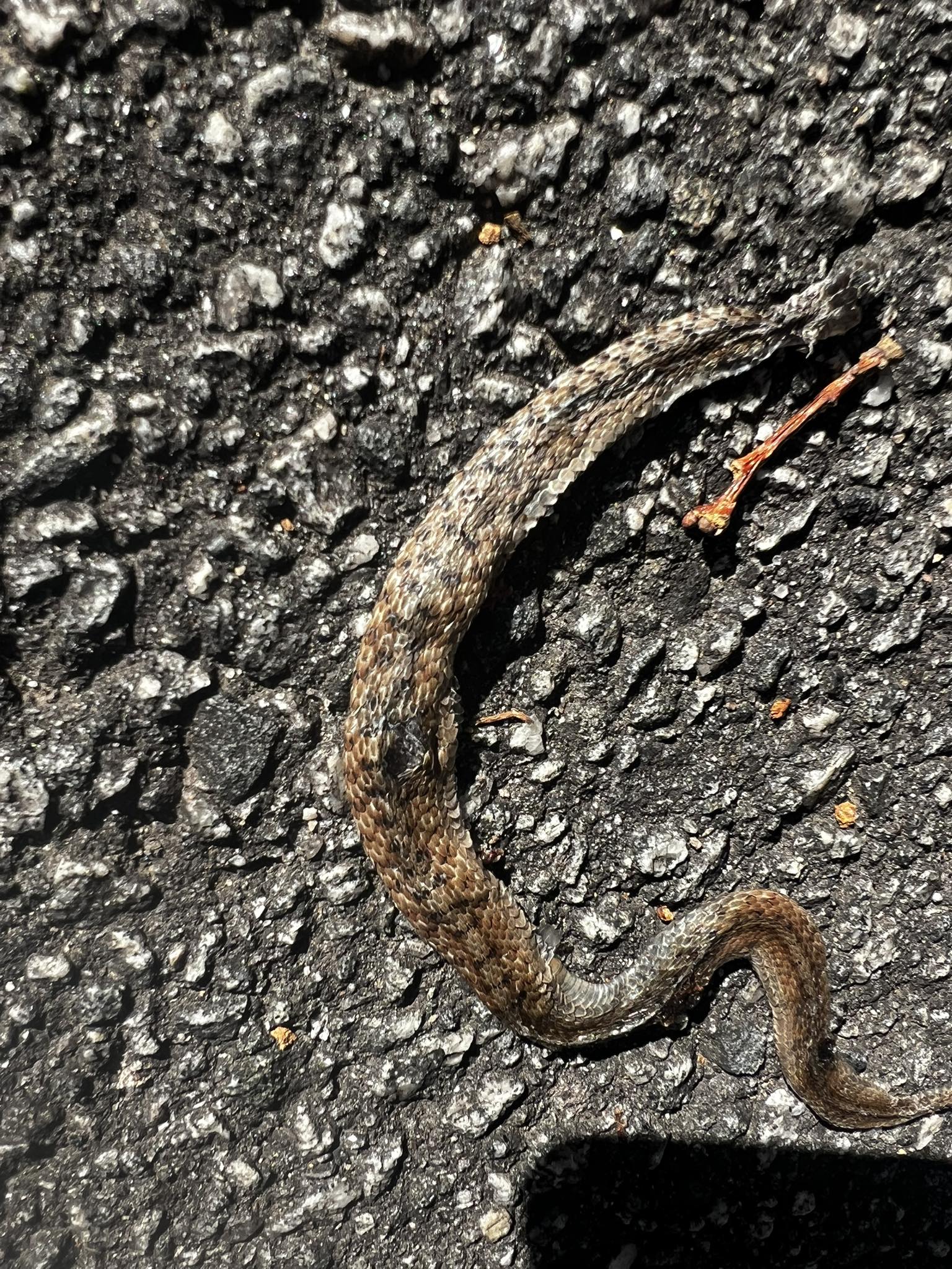 Ran over a baby snake, but wondering what kind. Winston-Salem, NC ...