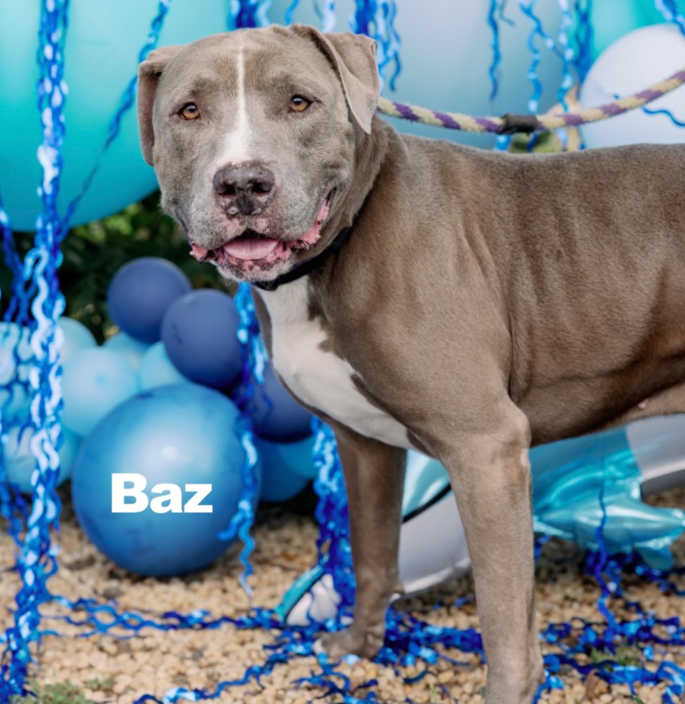 Save Baz, a gentle gray pitbull, from euthanasia at ACCT Philly
