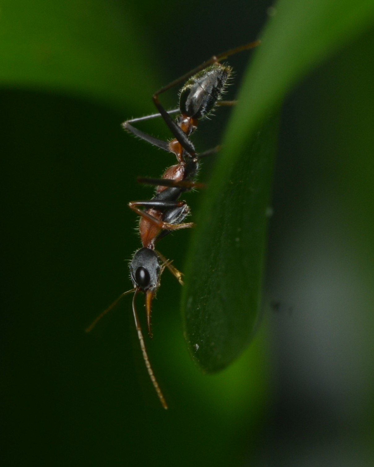 Macro Photography - Australia | Banded Wing Long Palped Crane Flies ...