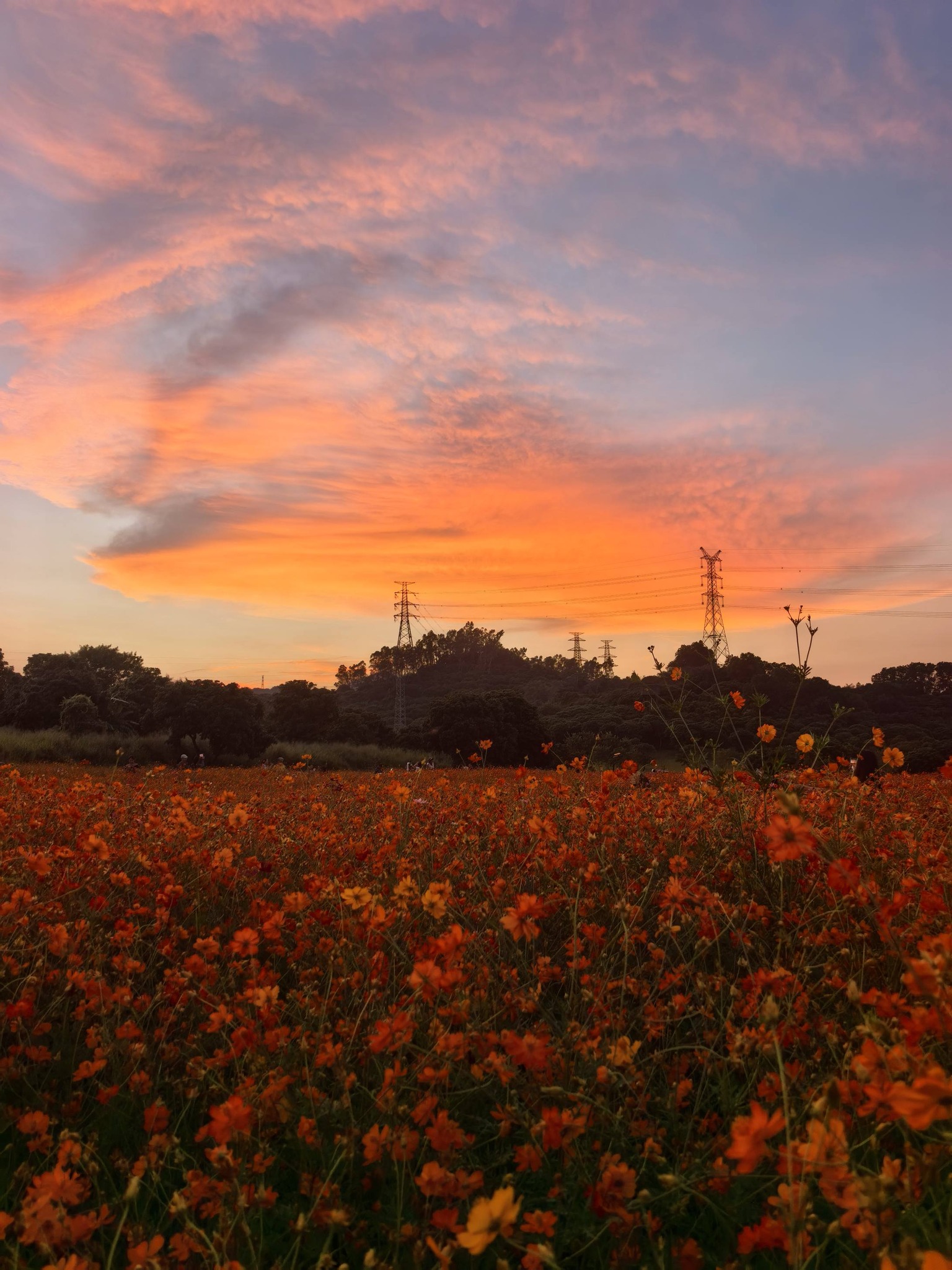 烏溪沙夕陽也呑pop 😬