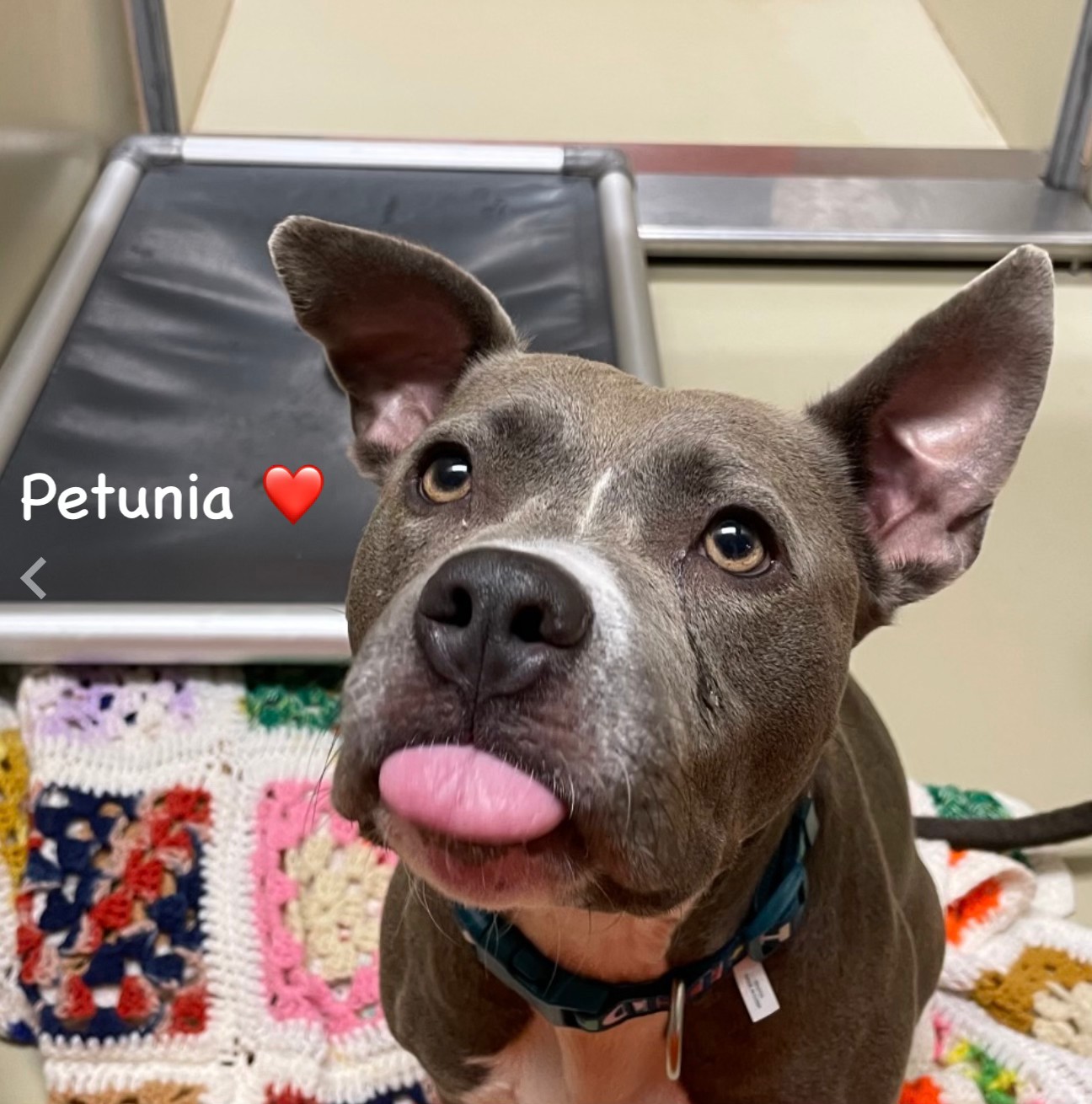 Pledge to save Onyx, Fae, and Petunia from Philly animal shelter