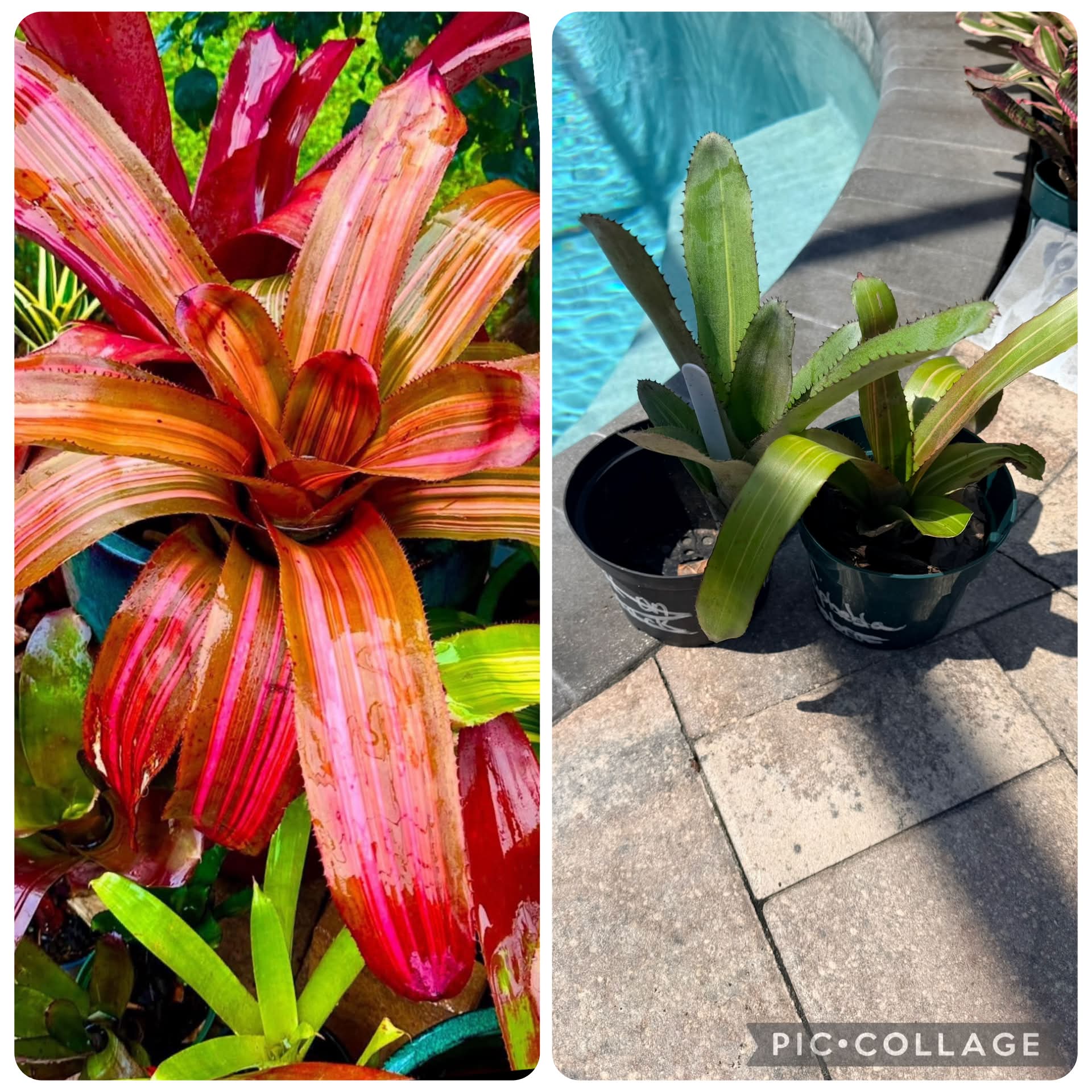 Aechmea brassicoides bromeliad with unique closed top