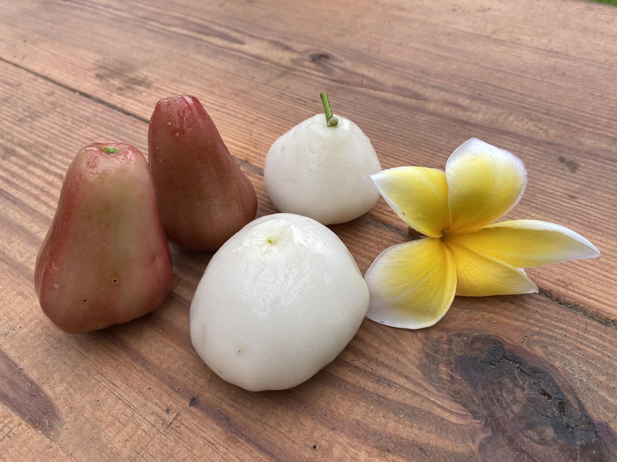 Wax jambu fruit varieties in Houston
