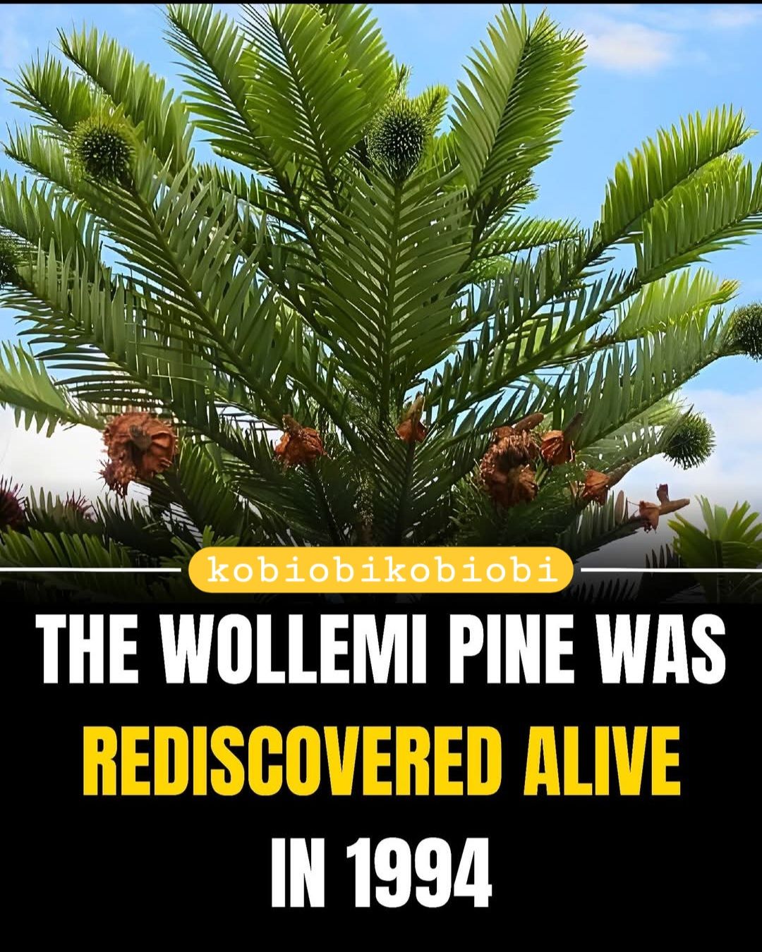 Kobi - The Wollemi pine, a lineage thought extinct for millions of ...