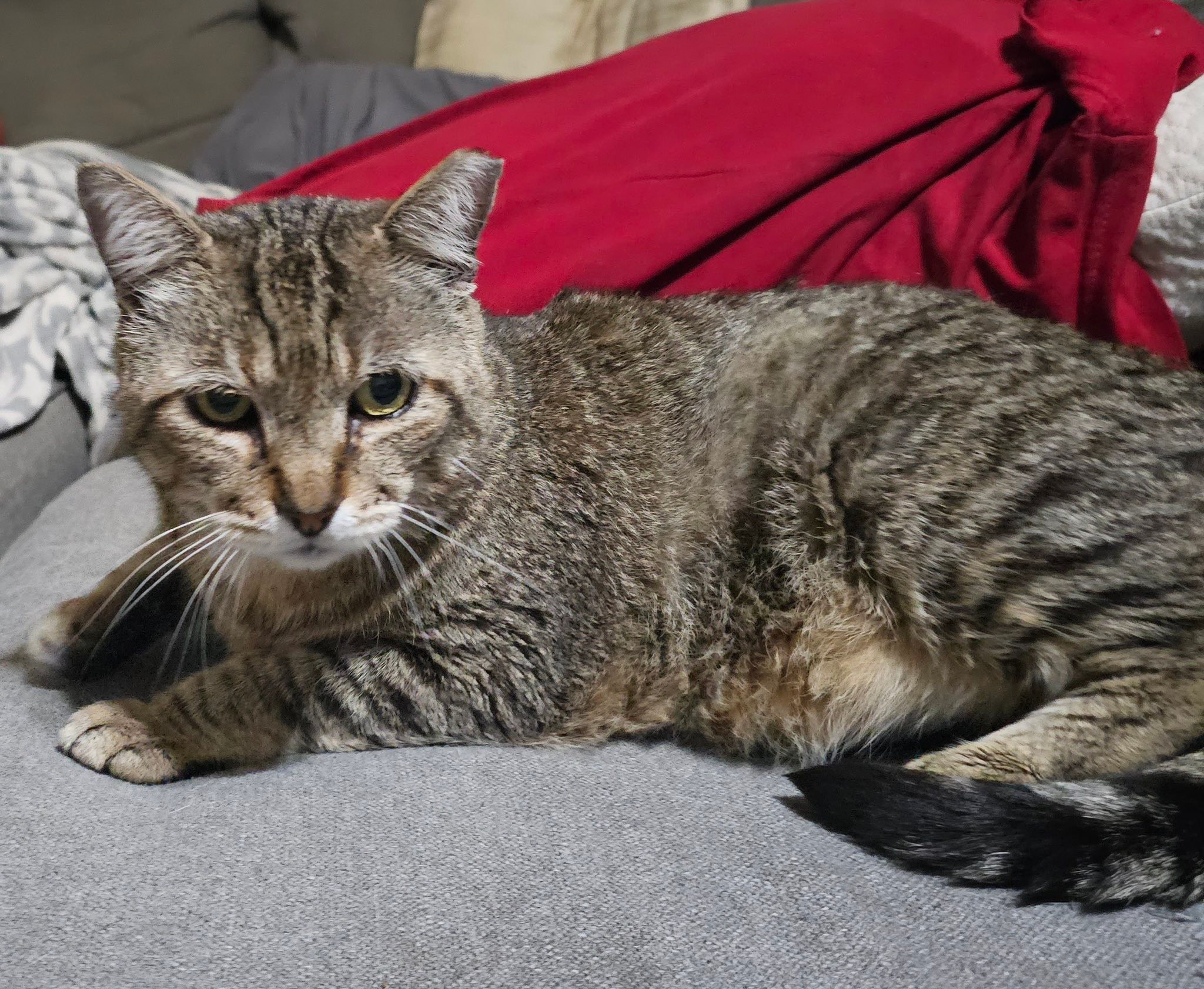 Is anyone missing a sweet missing cat in 76017?