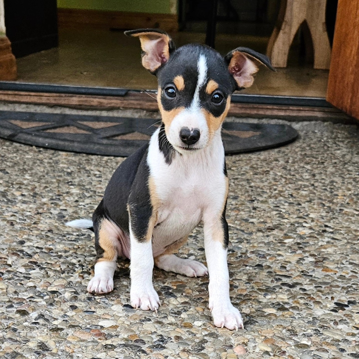 Elly Plump's American Hairless Terrier & Rat Terrier & Italian ...