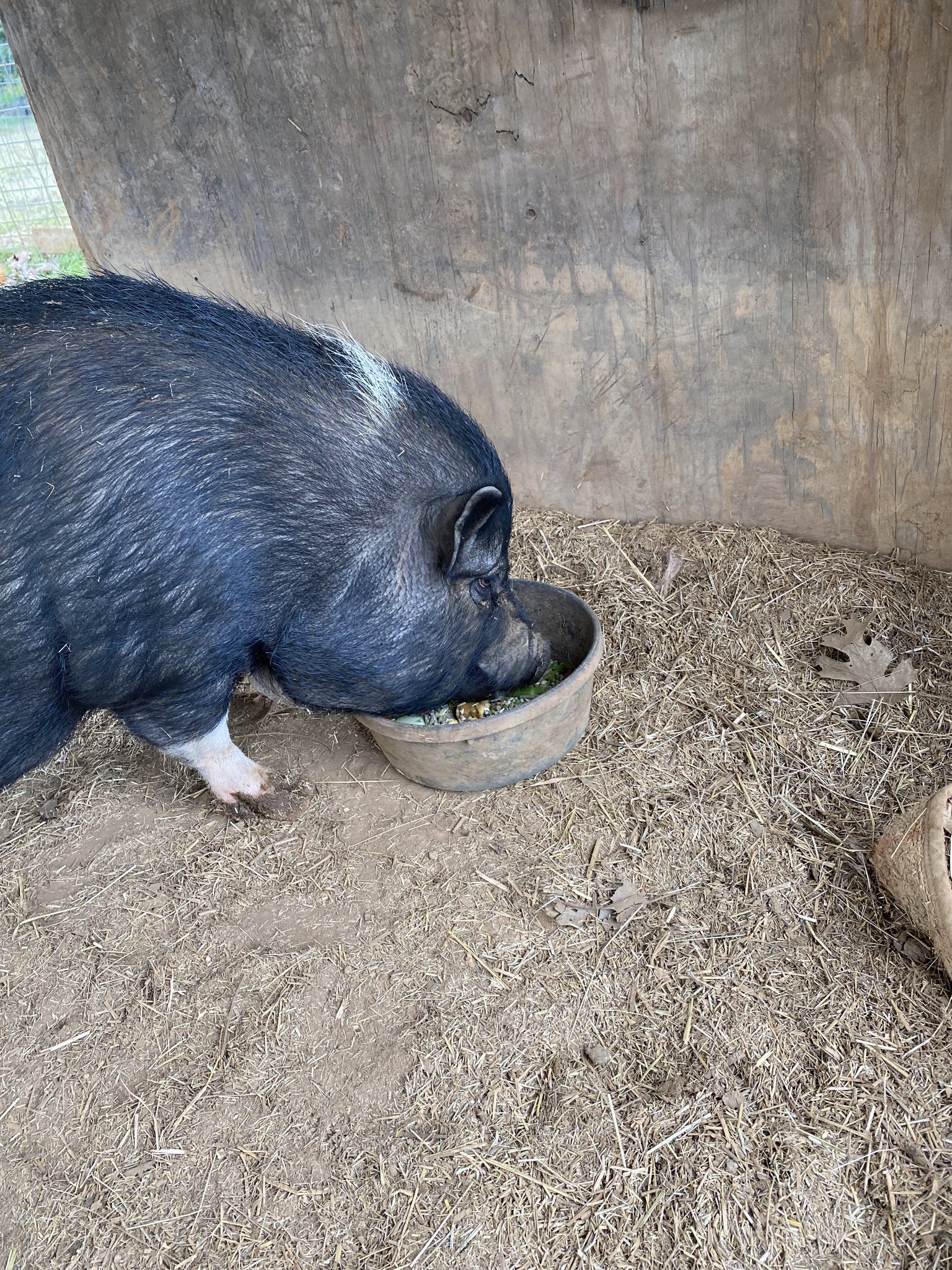 What can help a congested pot-bellied pig?