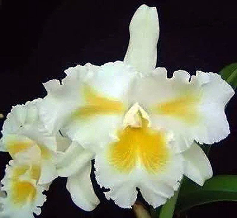 Cattleya aclandiae Albescens a new colorful result of our MZ