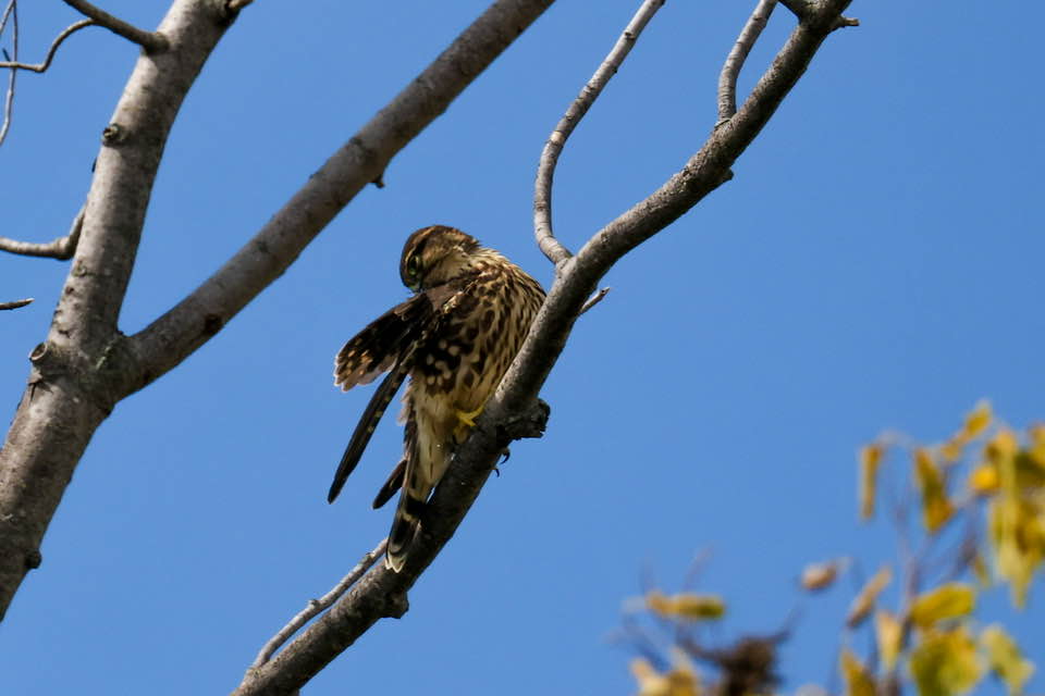 Minnesota Birding | Merlin or Falcon | Facebook