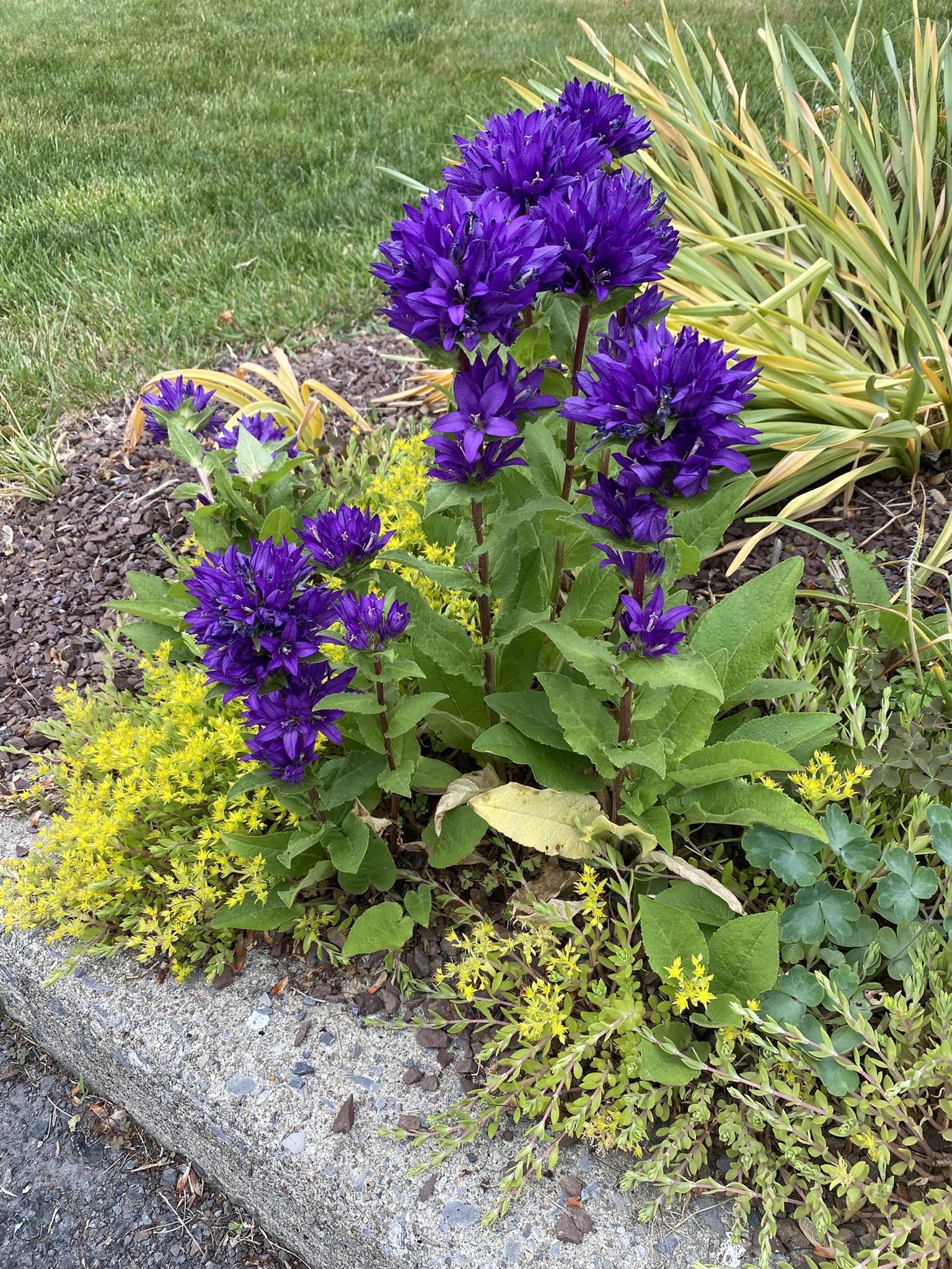 【希少】A Darden of Bell Flowers Where to buy clustered bell flowers in Slate Belt?