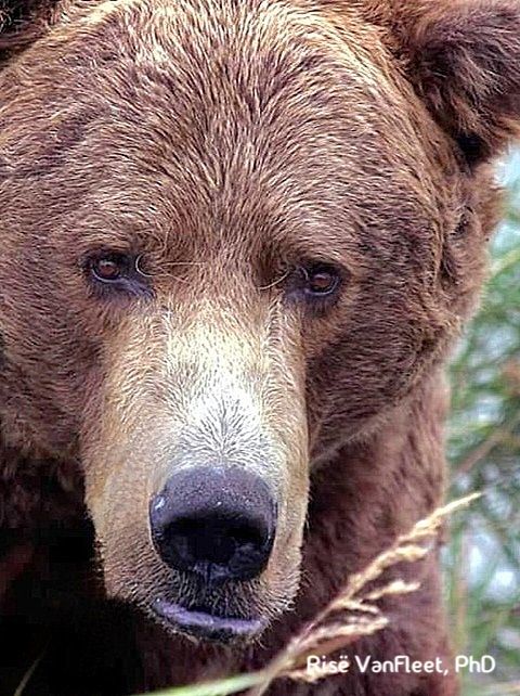 Identify bear with long nose?