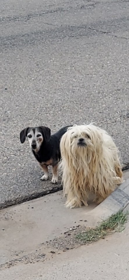 Lost & Found Pets of El Paso | Found by Irvin High School | Facebook