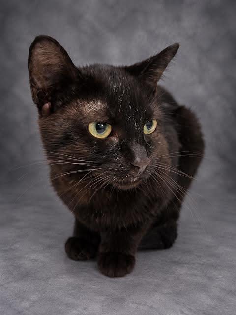 Lost black cat named Little at Polk County Animal Services