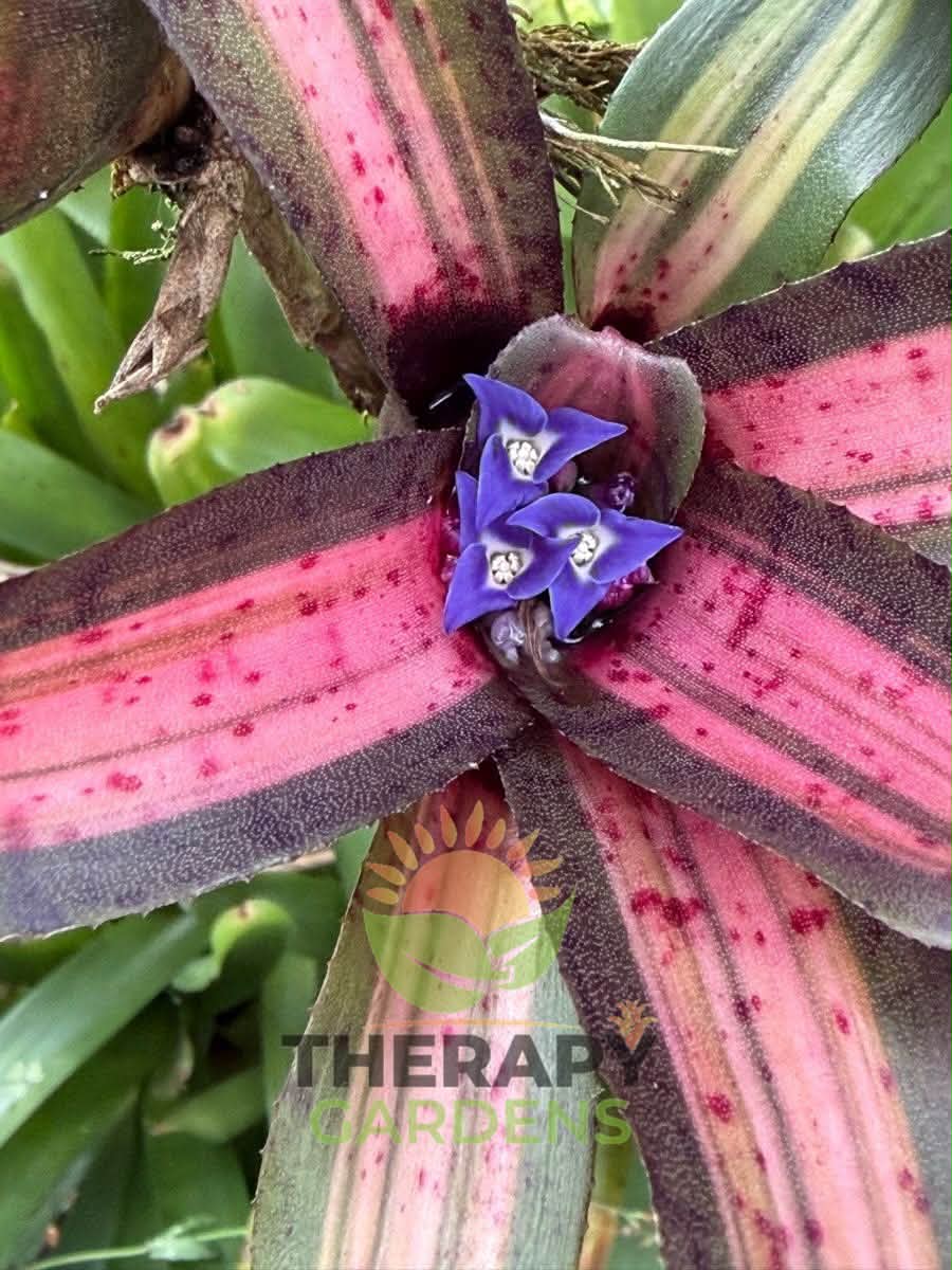 Neoregelia SNAKE CHARMER