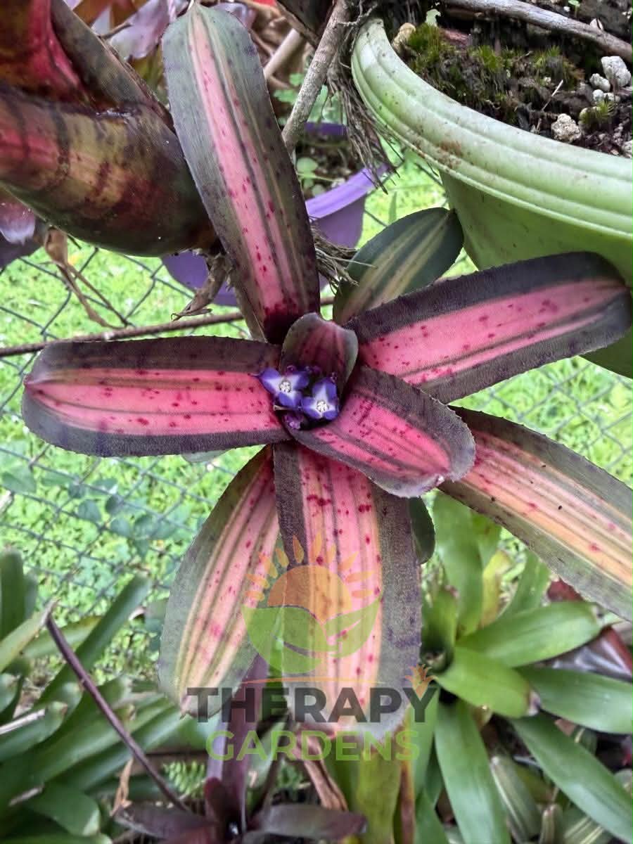 Neoregelia SNAKE CHARMER