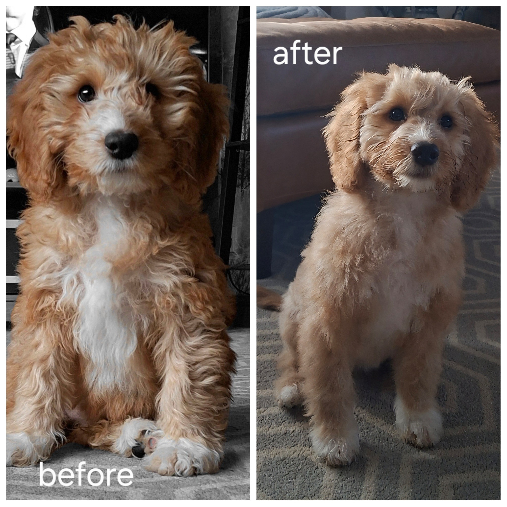 ️Life is better with Cockapoo ️ | My baby's 1st cut 😍 | Facebook