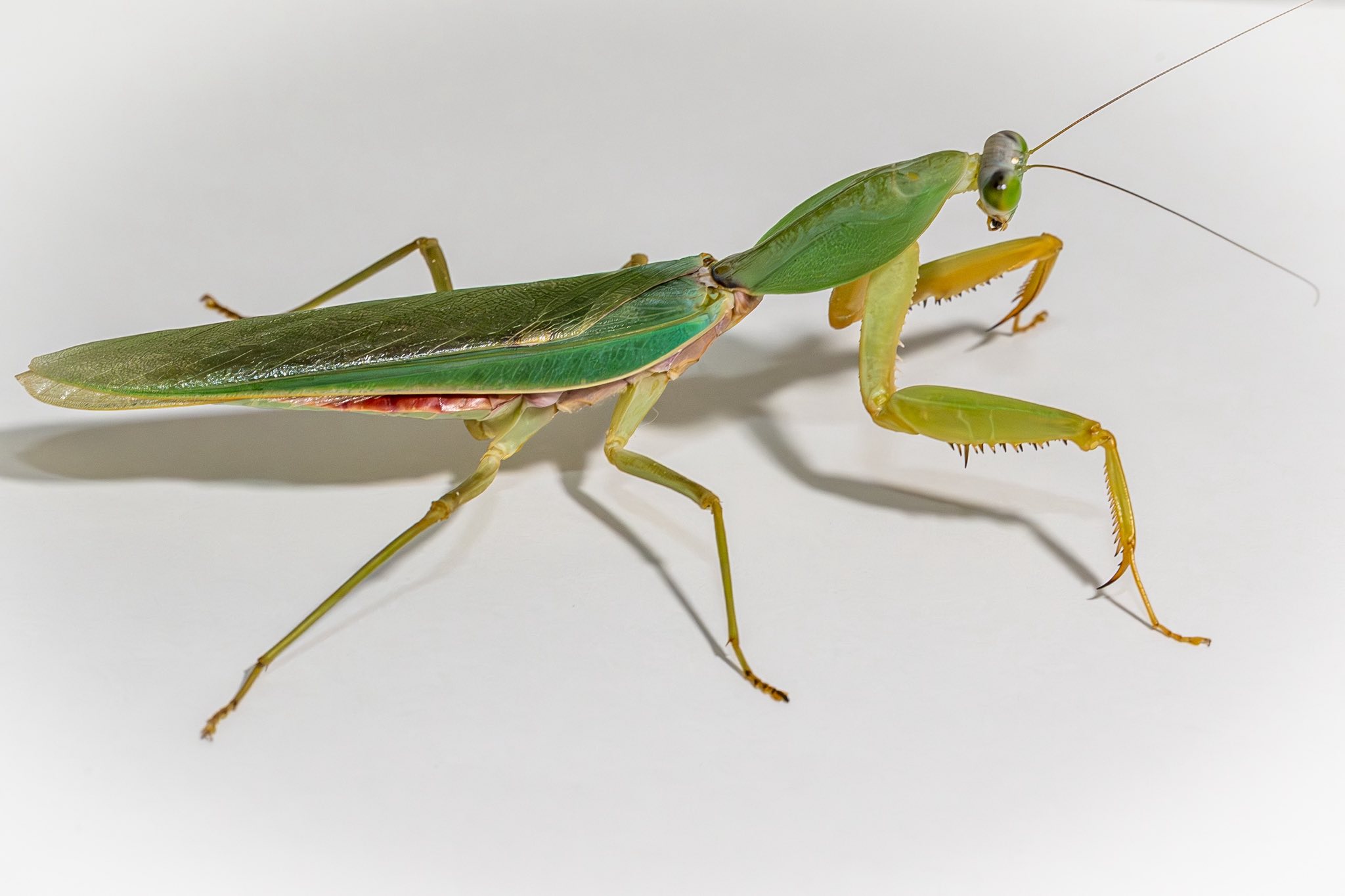 My adult praying mantis collection