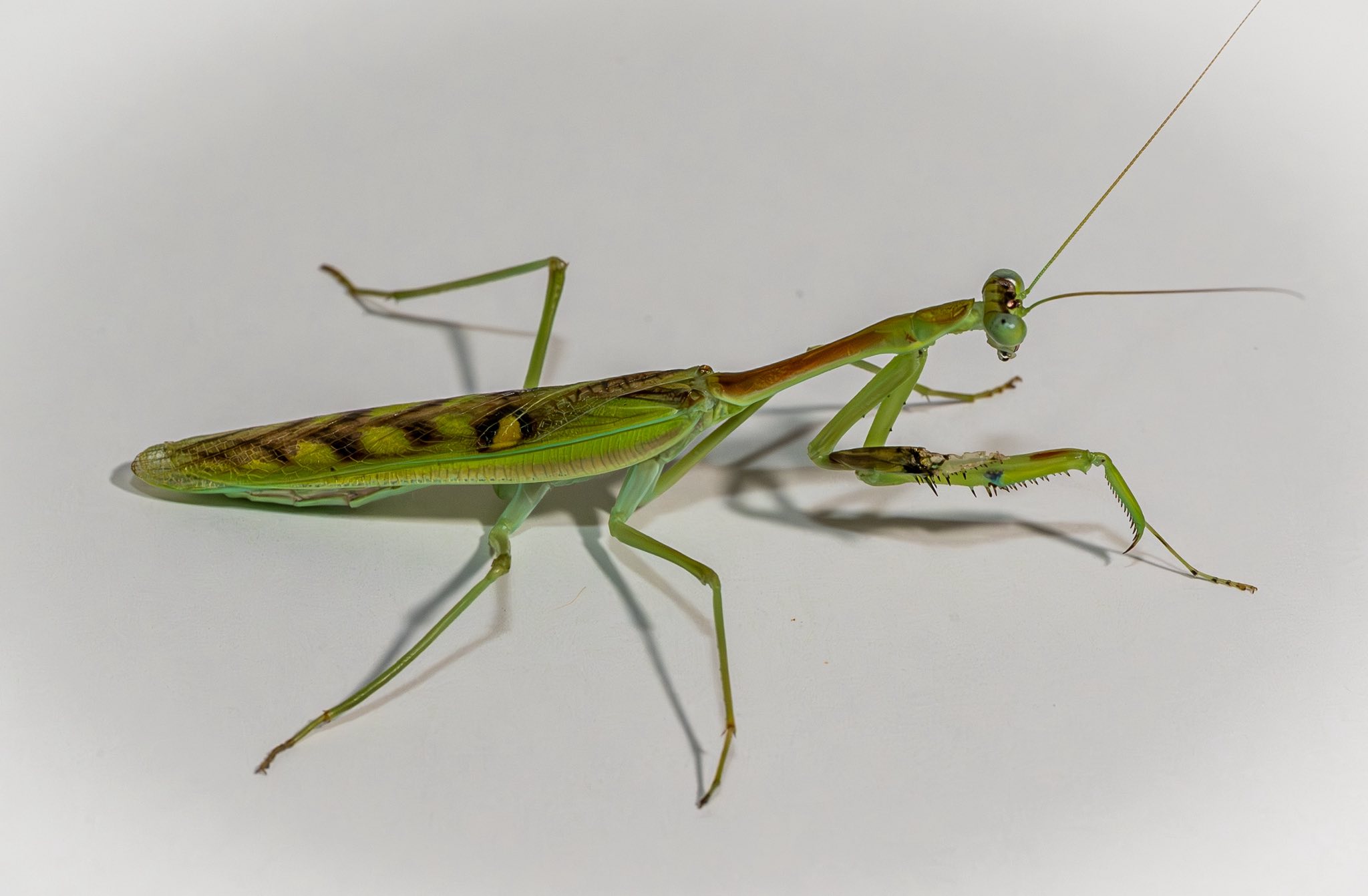 My adult praying mantis collection