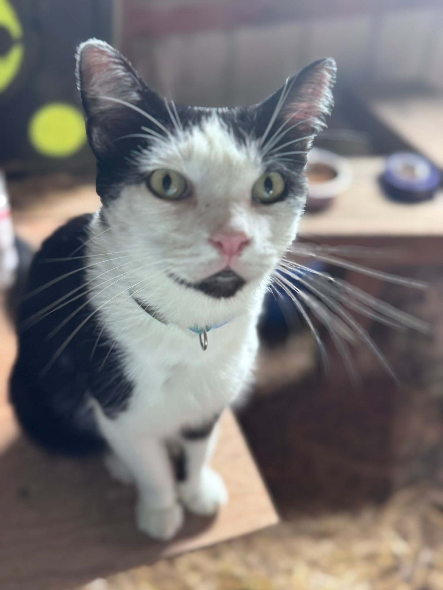 Smithville Missouri Lost/Found Pets | Our outdoor cat, Grumpy, has been ...
