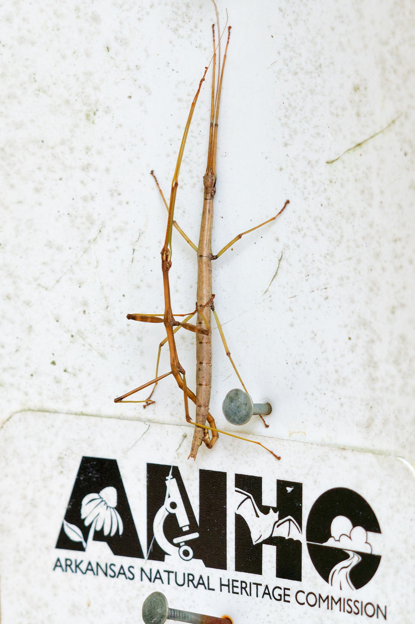 Werner - Came across this photo of a pair of Phasmatodea, 
