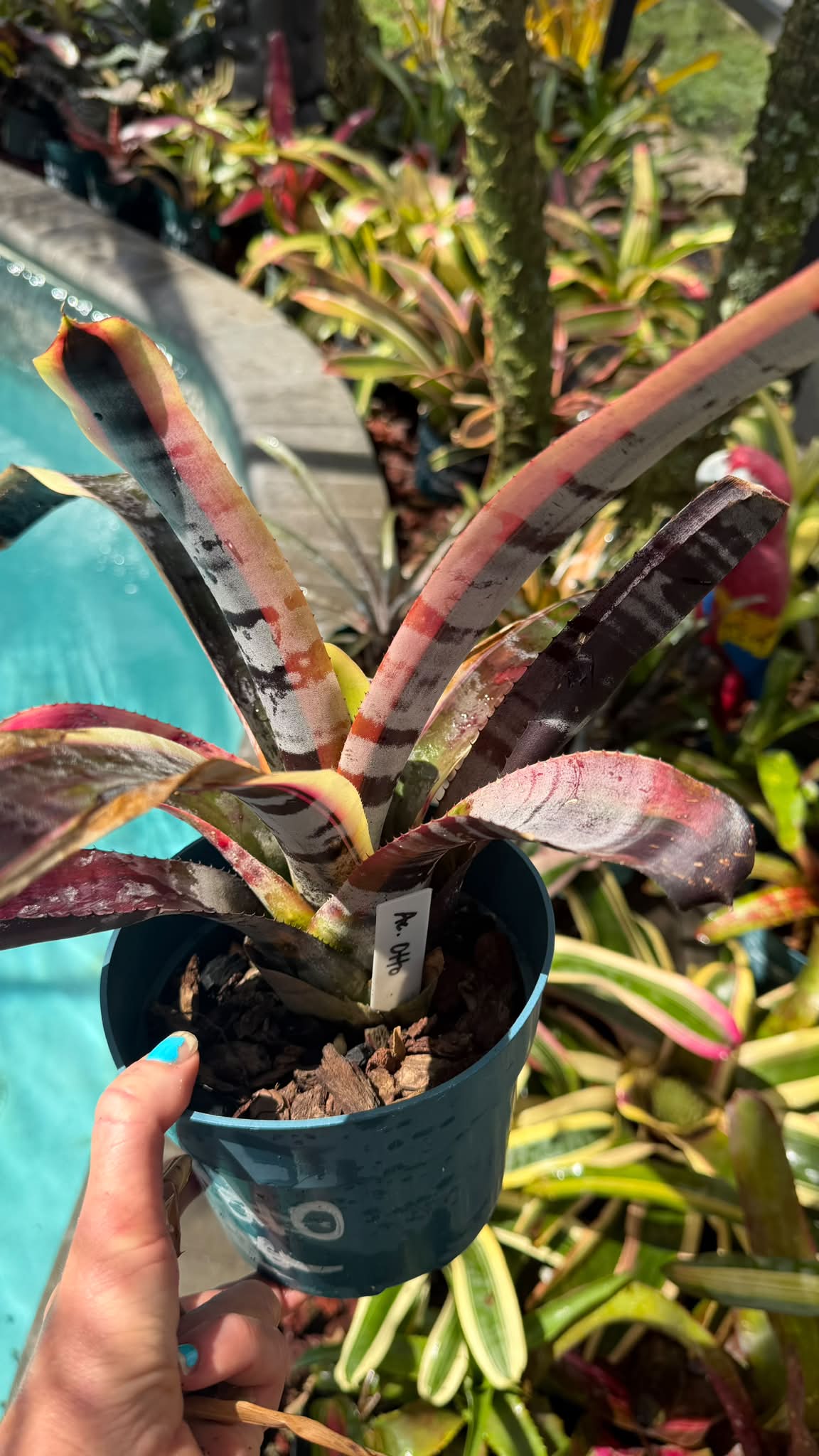 Aechmea 'Otto' bromeliad plant information