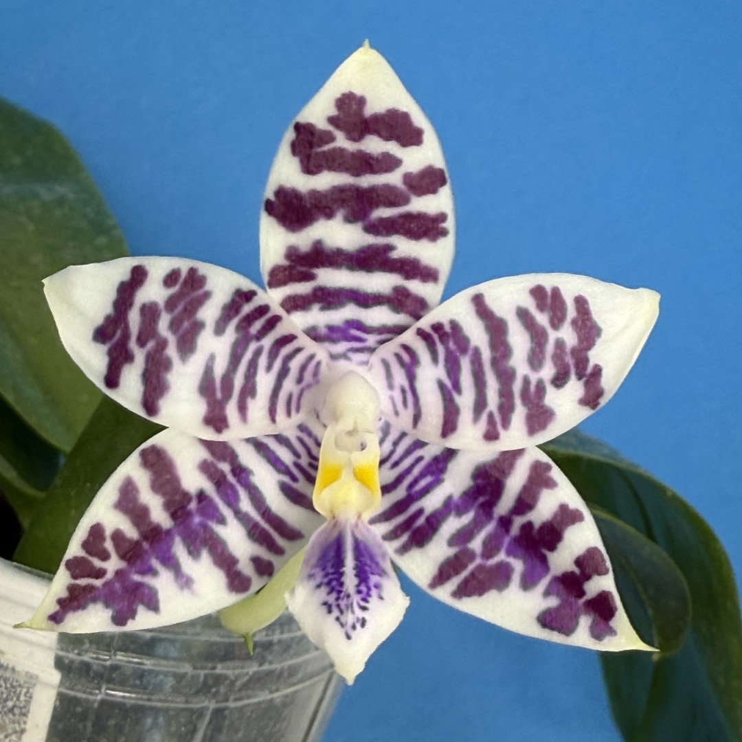 Phal. Jamboree Blossom x Phal. Lioulin Blue Parrot