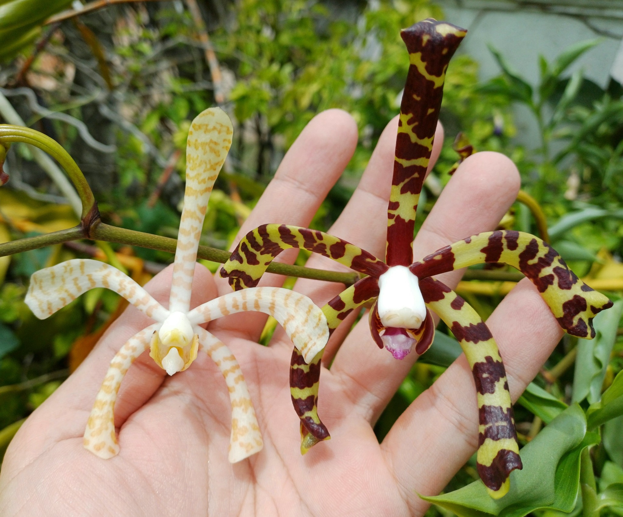 Arachnis flos-aeris orchid in bloom