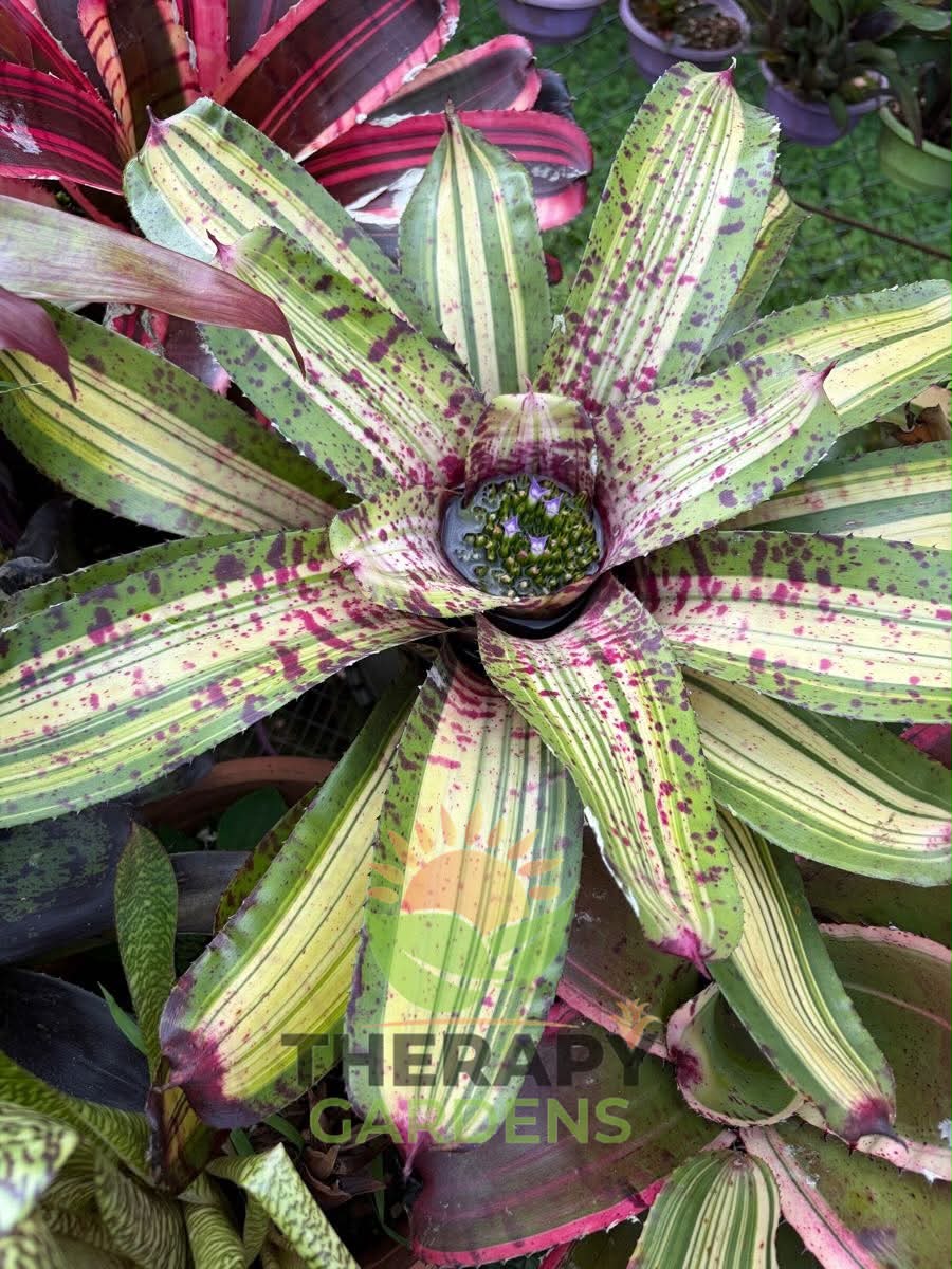 ブロメリア・エアープランツ Neoregelia Roberto Menescal Neoregelia 'Roberto Menescal' (C. Skotak)
