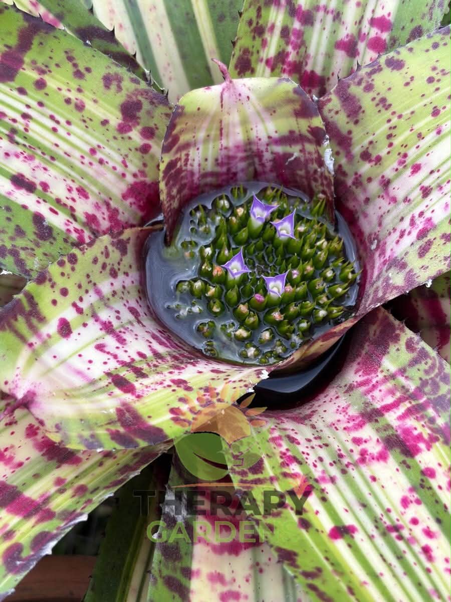Neoregelia 'Roberto Menescal' (C. Skotak)