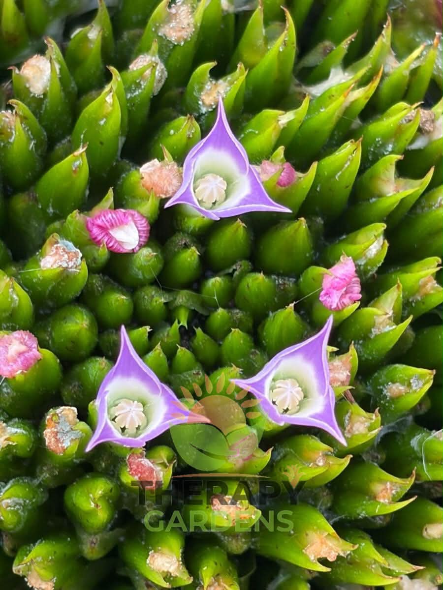 Neoregelia 'Roberto Menescal' (C. Skotak)