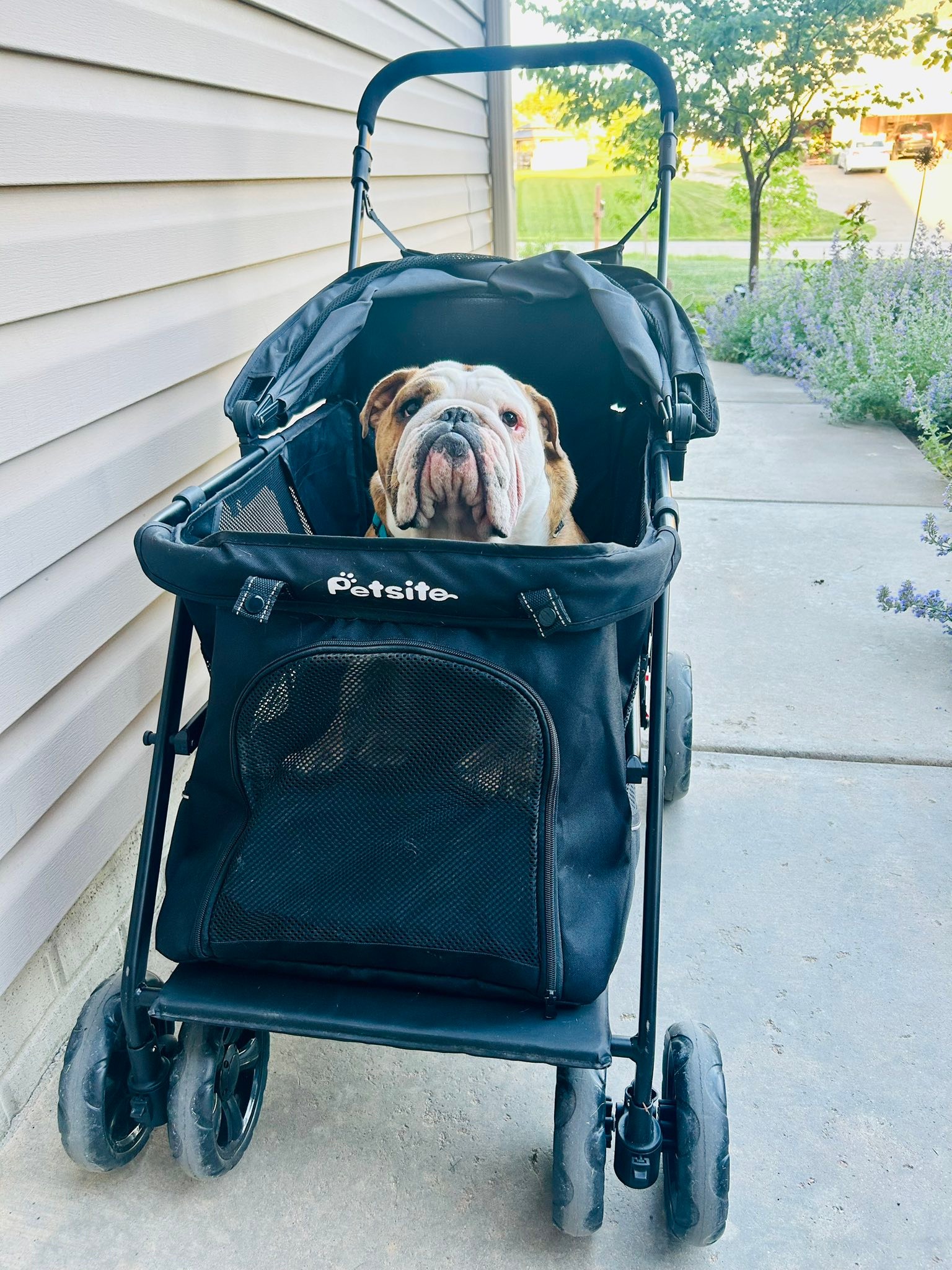 nuna stroller usa SWIV Color_Grape Juice Left Hand&Right Hand:Right Hand MCM Black Leather Studded the mixx next exudes
